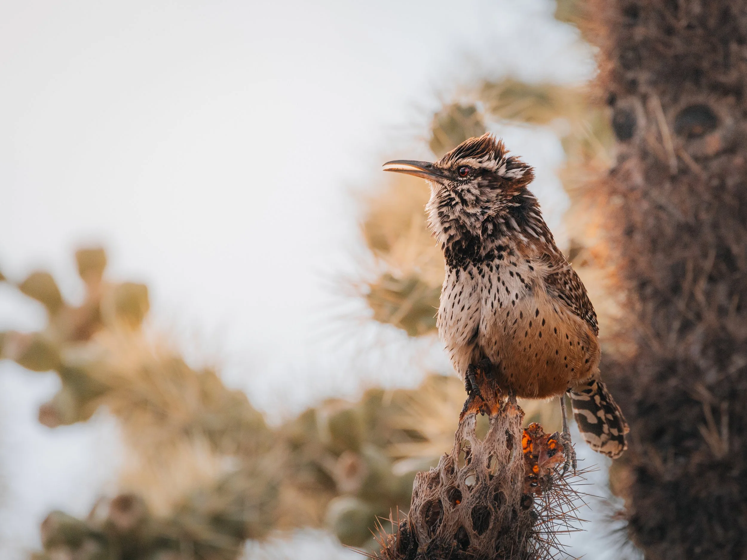 A bird perched on a desert cactus plant.
