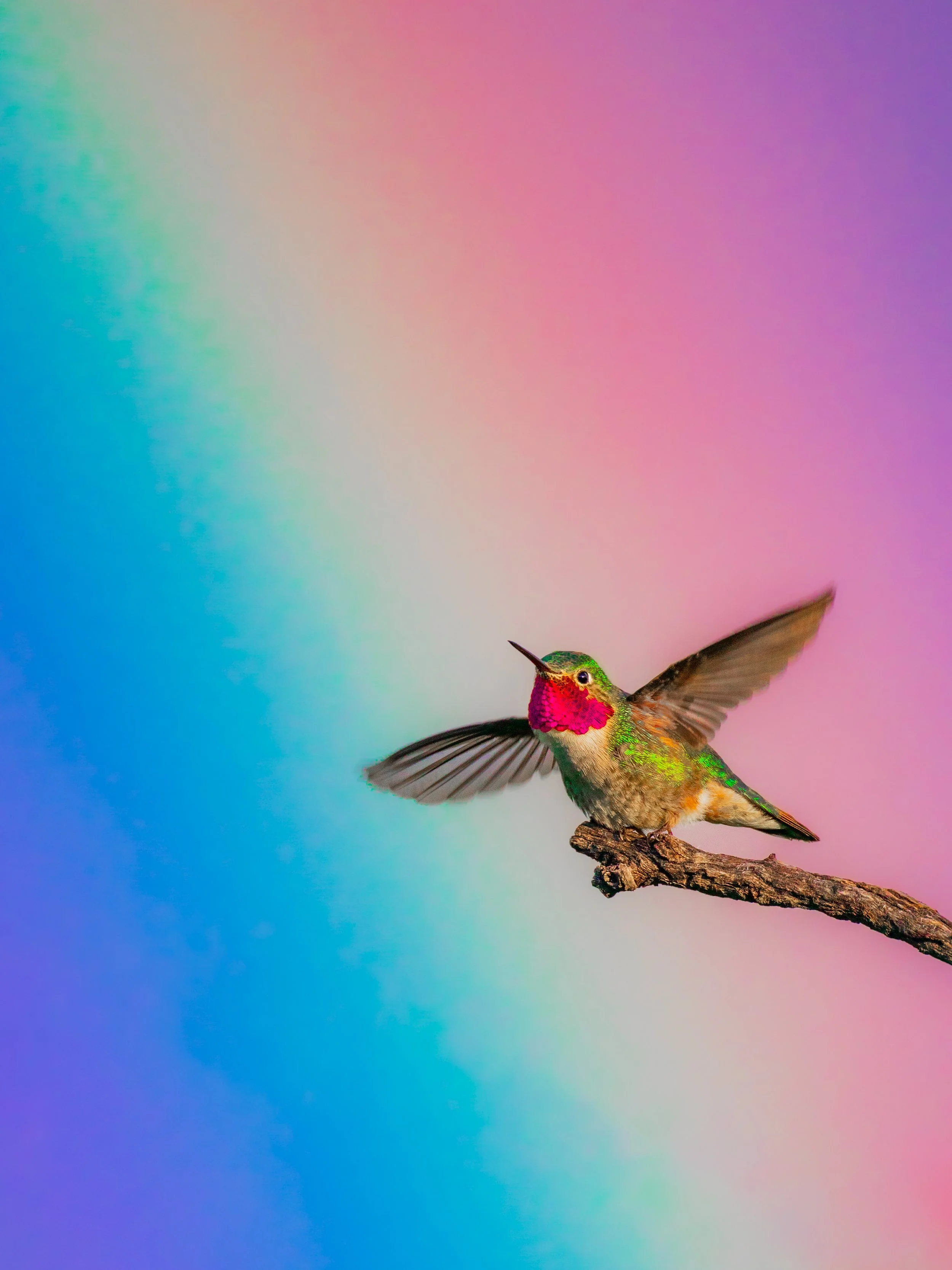 A colorful hummingbird with a red throat, green head, and brown body perches on a thin branch against a pastel rainbow gradient background.