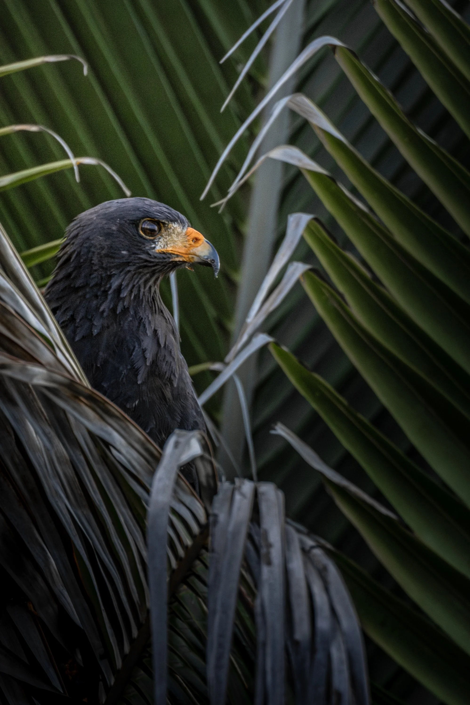 Close-up of a dark-feathered bird of prey with a hooked beak, perched among green and brown palm leaves.