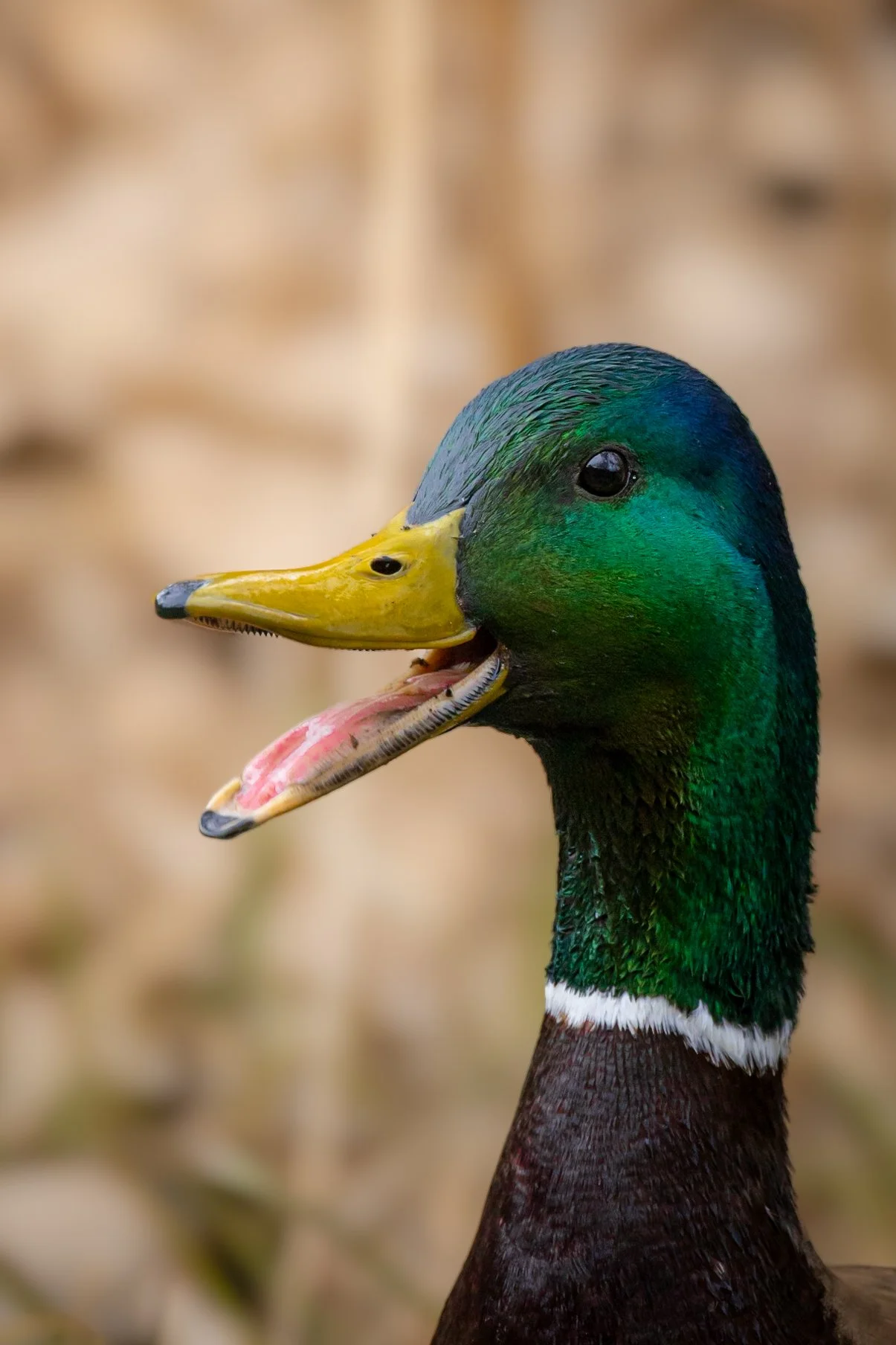 Close-up of a male mallard duck with its beak open, showing the bright yellow beak and green head feathers.