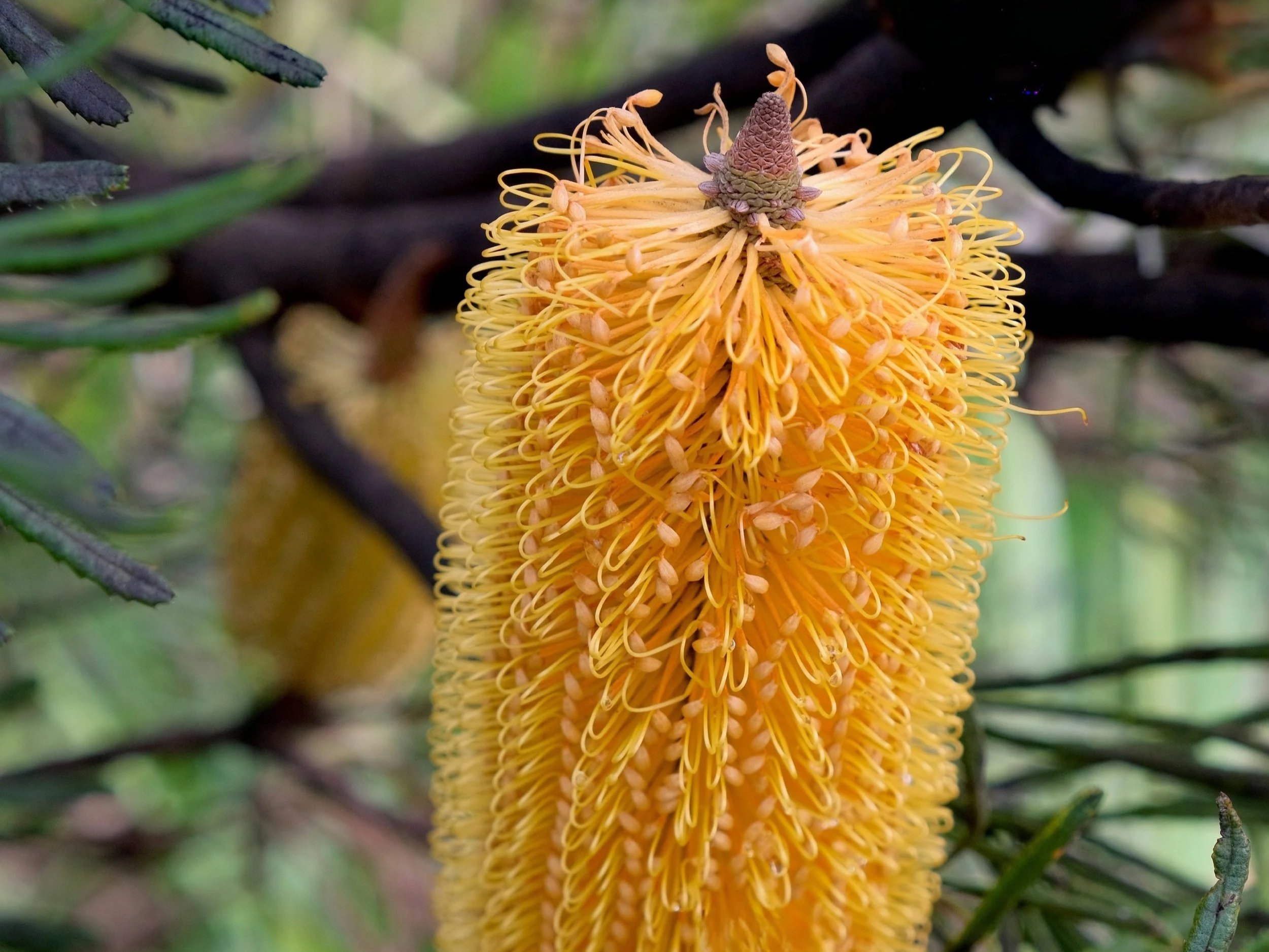 Close-up of a flowering banksia, growing on a tree branch with green leaves in the background.