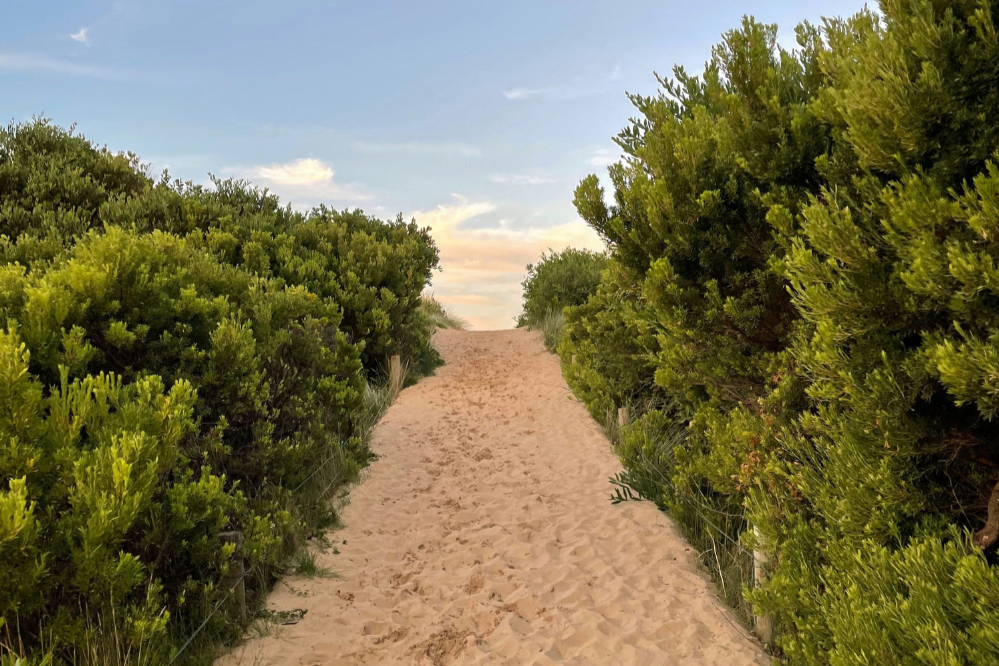 A path on a sand dune, leading upwards. There are green bushes either side of the path and a blue sky in the mid afternoon..
