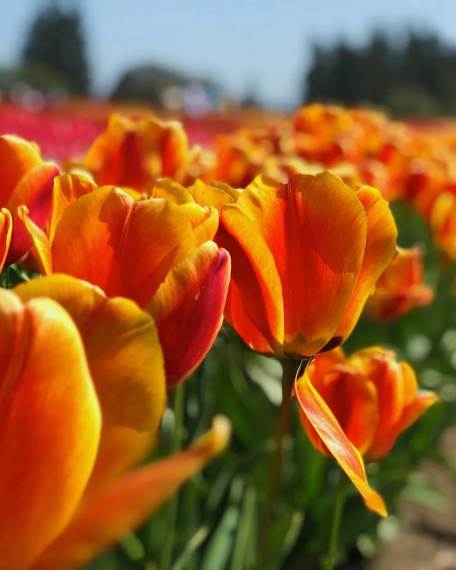 Close-up of orange-yellow tulips in a flower field with a blurred background of more tulips and blue sky.
