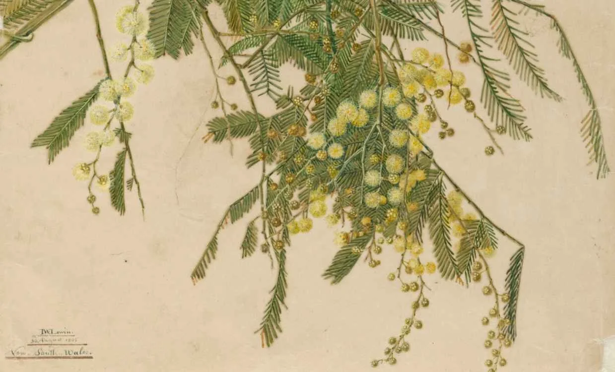Acacia-Wattle - botanical drawing