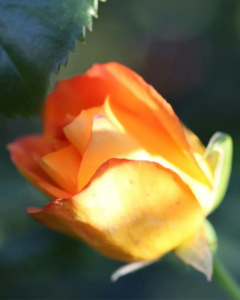 Rose close up