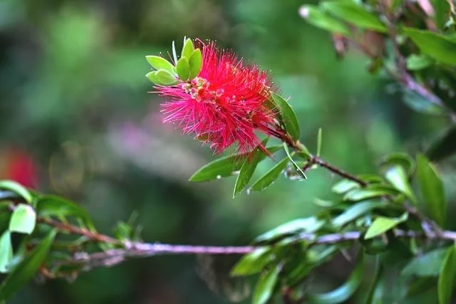 native bottlebrush flower