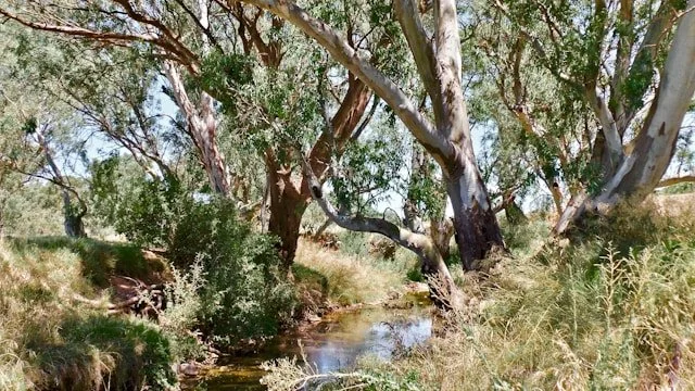 Australian bush scene with a creek