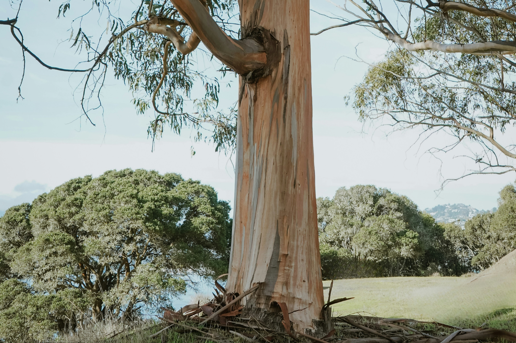 A tall eucalyptus tree with peeling bark standing in a grassy park with other trees and a lake in the background and a partly cloudy sky.