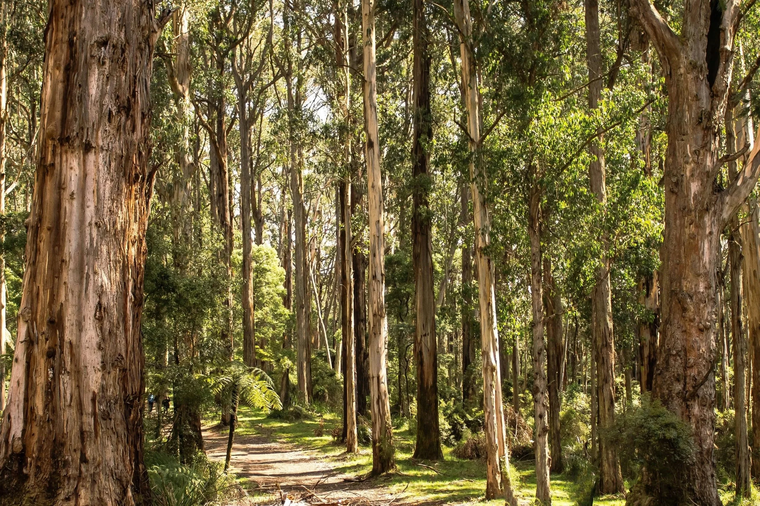 A path through the bush
