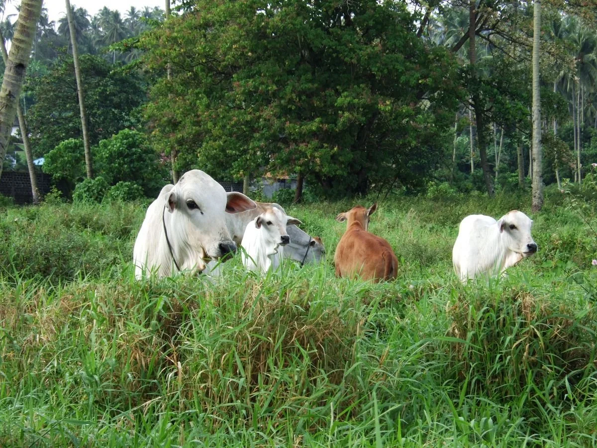 Driving Growth and Food Security: A New Direction for Indonesia’s Livestock Industry 2025–2027