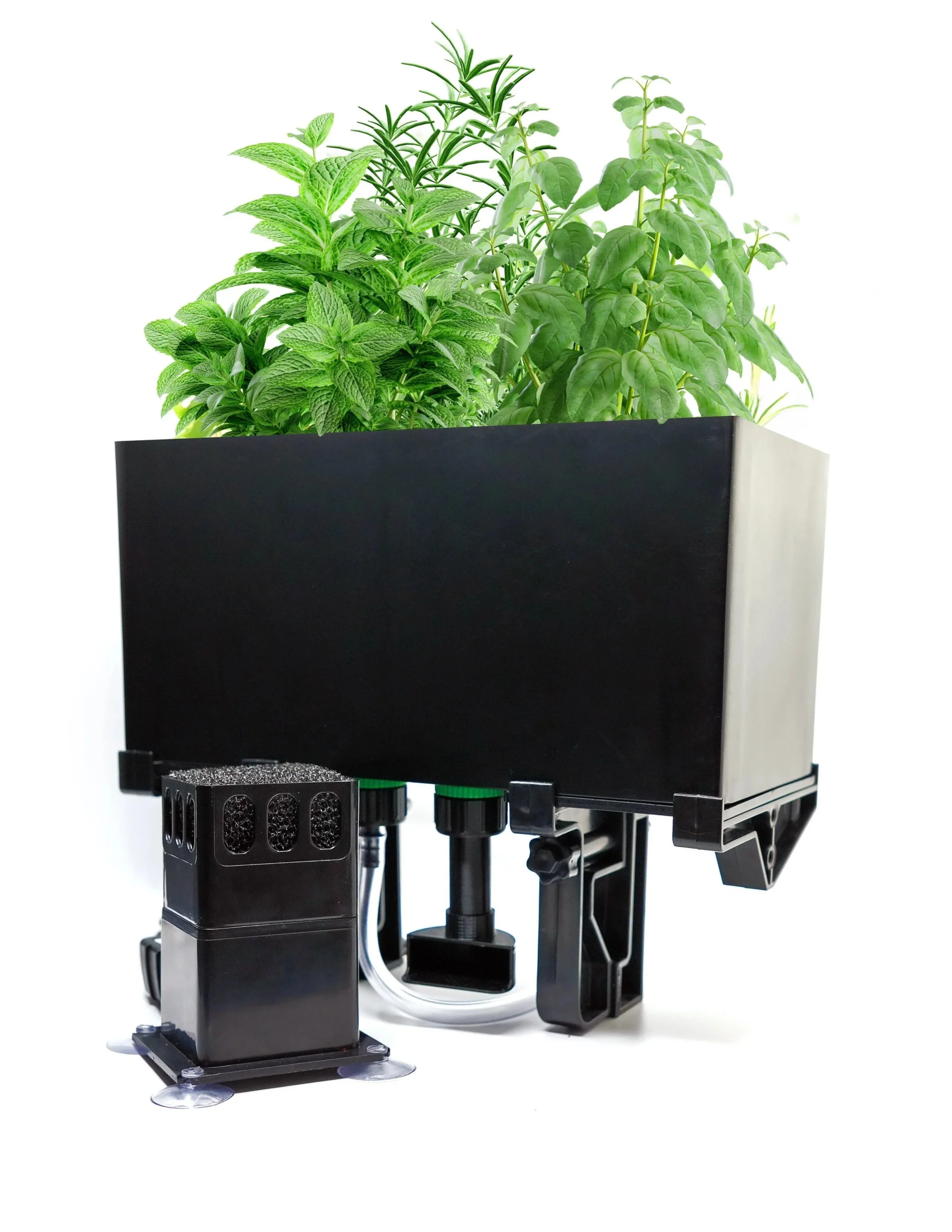 Indoor hydroponic garden with various green herbs in a black container on a specialized hydroponic system.