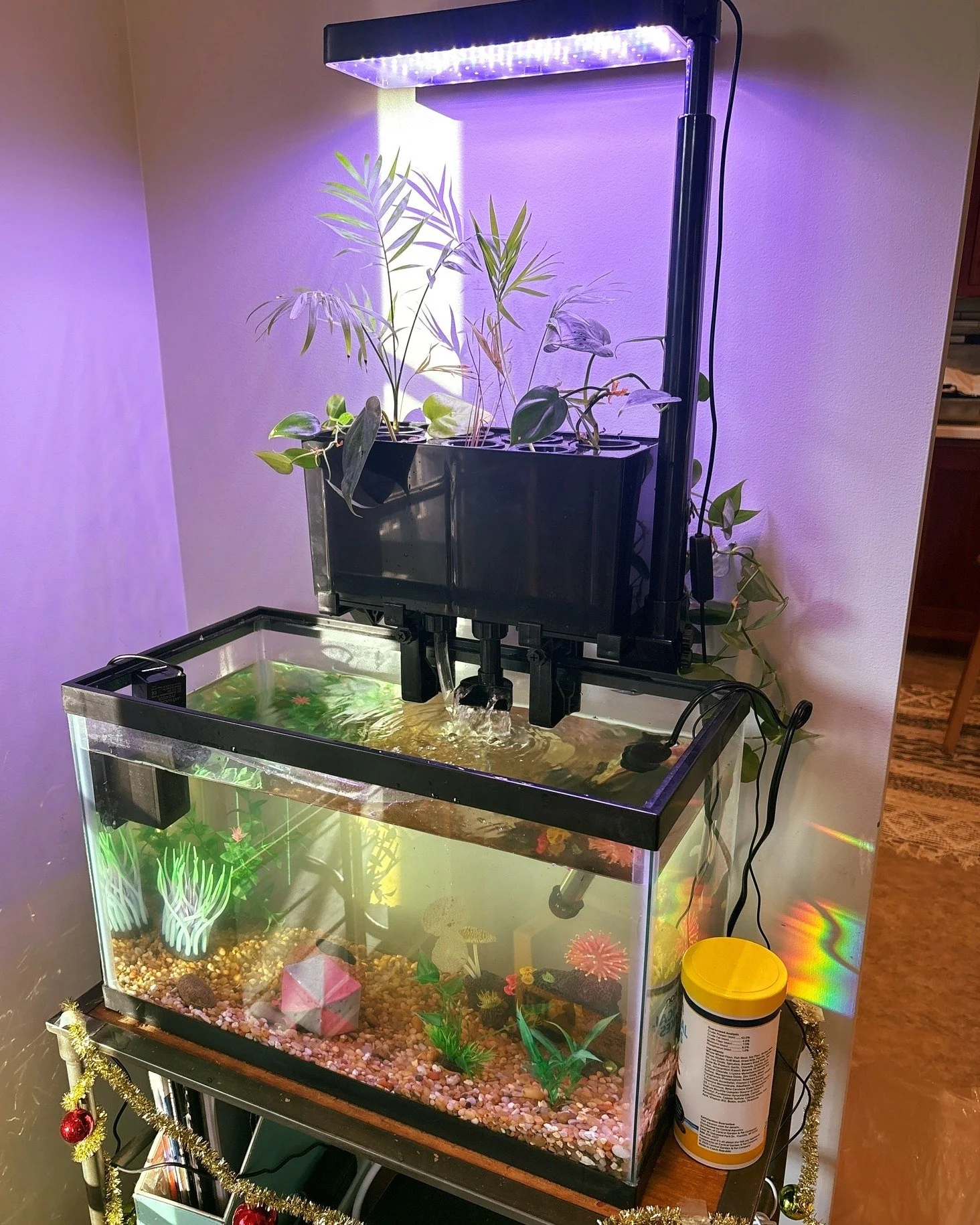Aquatic Circle systems are starting to find their way into homes, and it&rsquo;s been exciting to see how people are using them.

This 10-gallon setup from Elizabeth is a great example of how natural filtration can fit seamlessly into everyday aquari