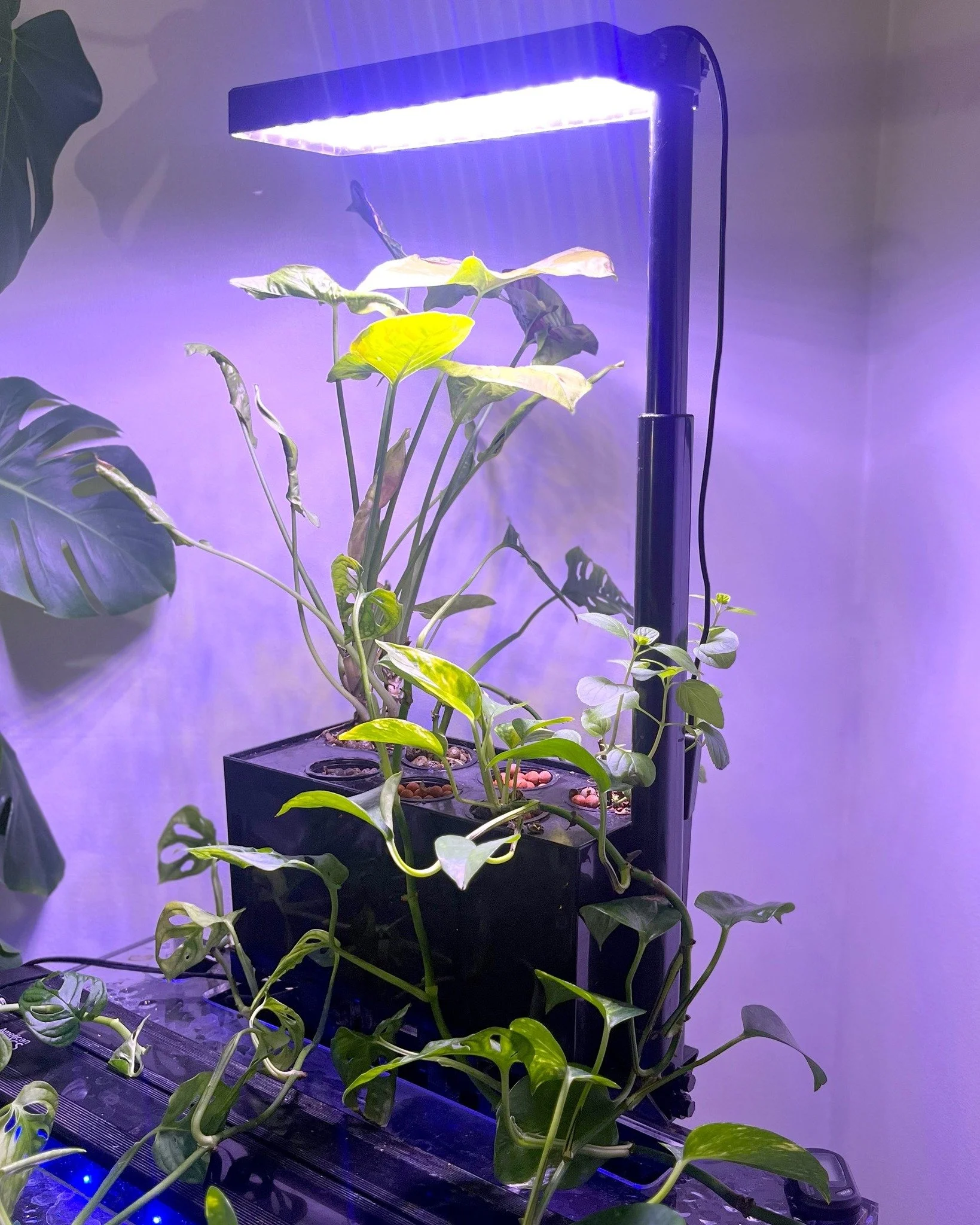 Aquatic Circle supports aquarium filtration without relying on chemical additives.

It uses beneficial bacteria and plant roots to help keep water clean over time.

Learn more at aquaticcircle.com 

#aquarium #aquariums #aquariumplants #natureaquariu