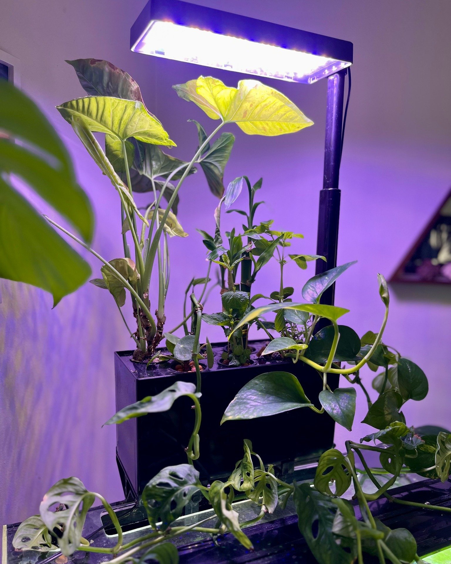 Aquatic Circle uses real plant roots to help keep aquarium water clear and stable over time. Less maintenance. More balance.