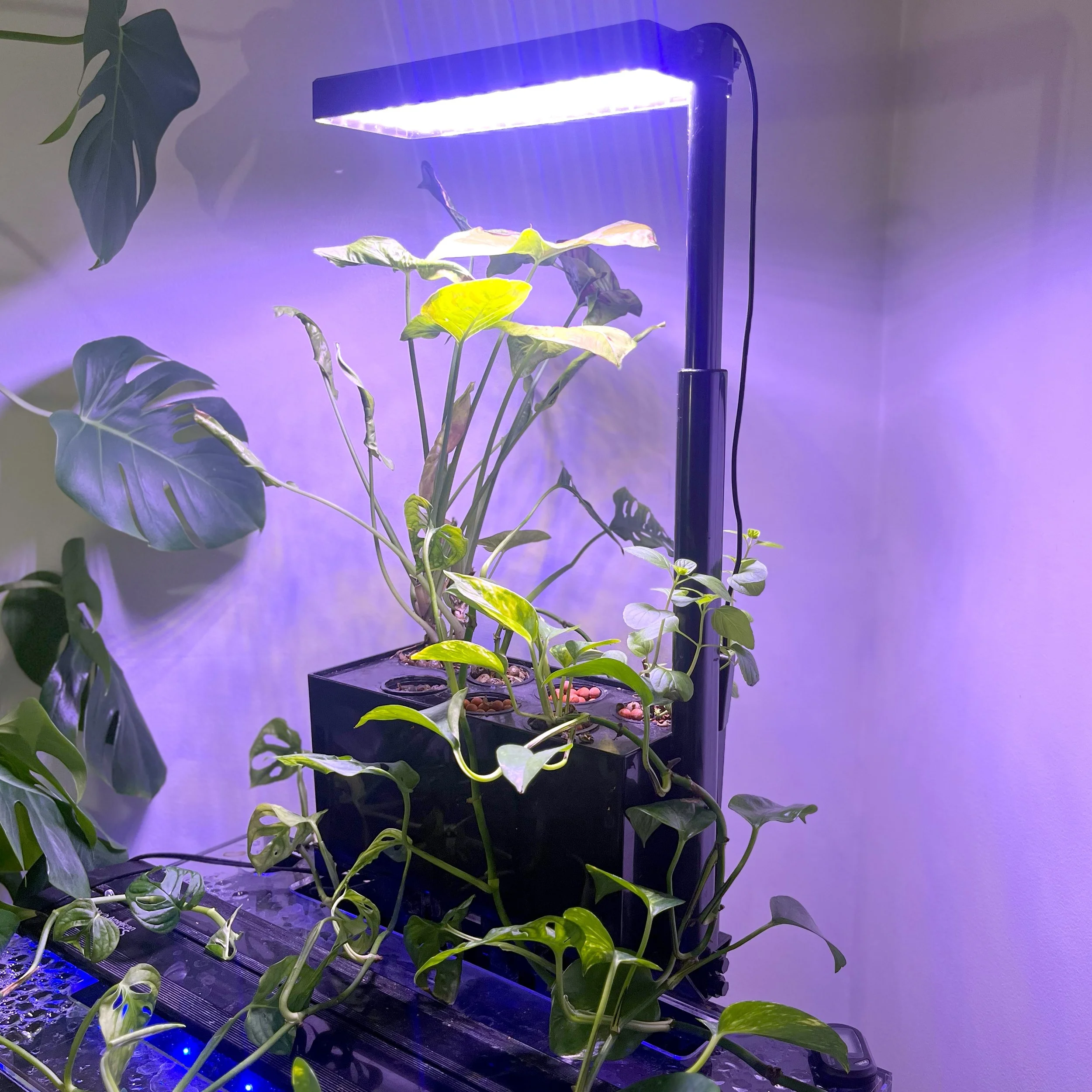 Aquaponic Filtration System with Grow Light