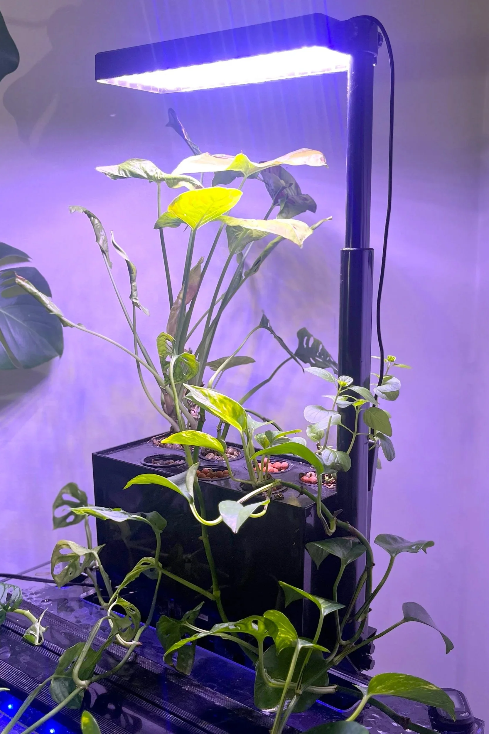 Indoor plant under purple grow lights with green leaves and vine-like growth.