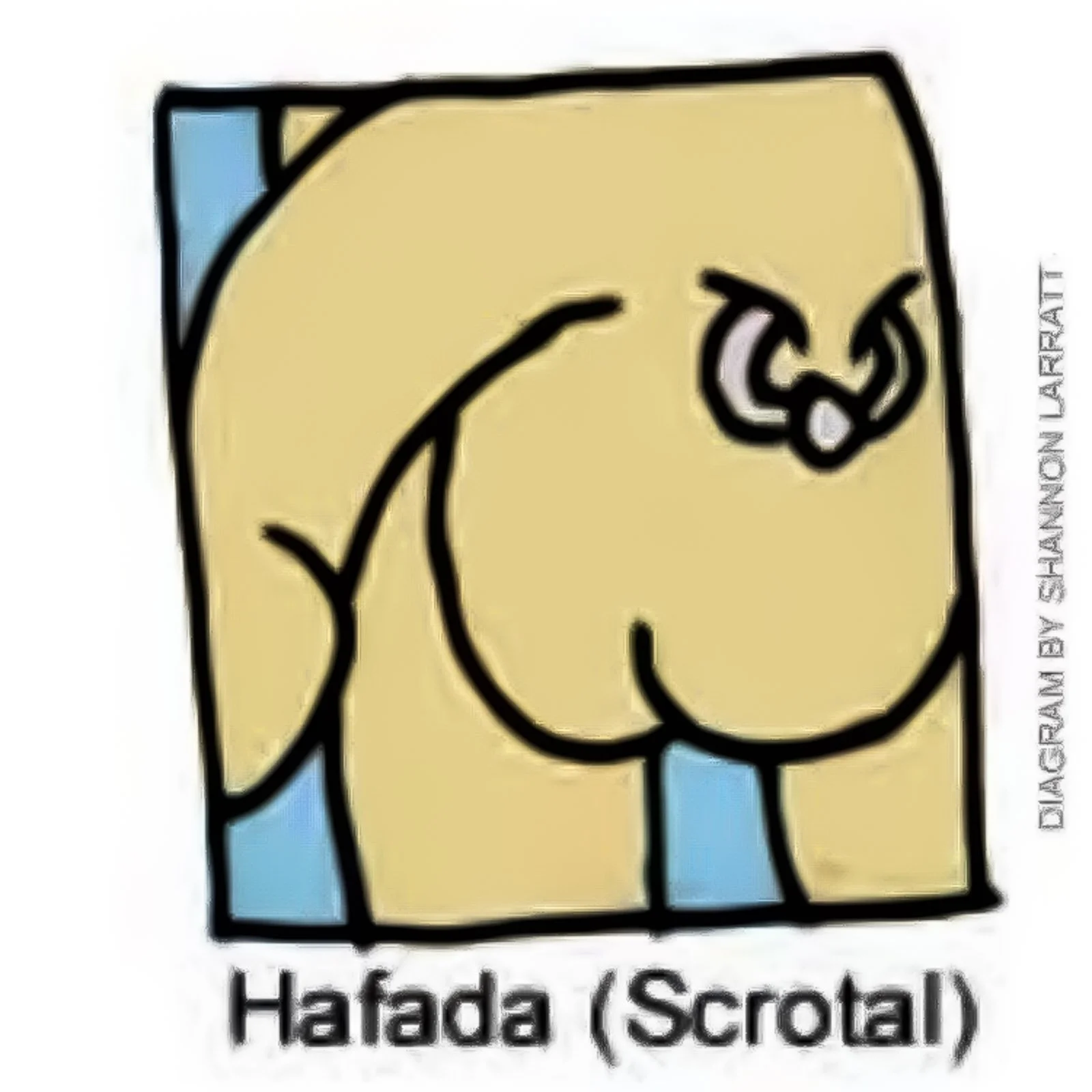 A diagram illustrating a hafada piercing, showing a single ring pierced through the loose skin of the scrotum.