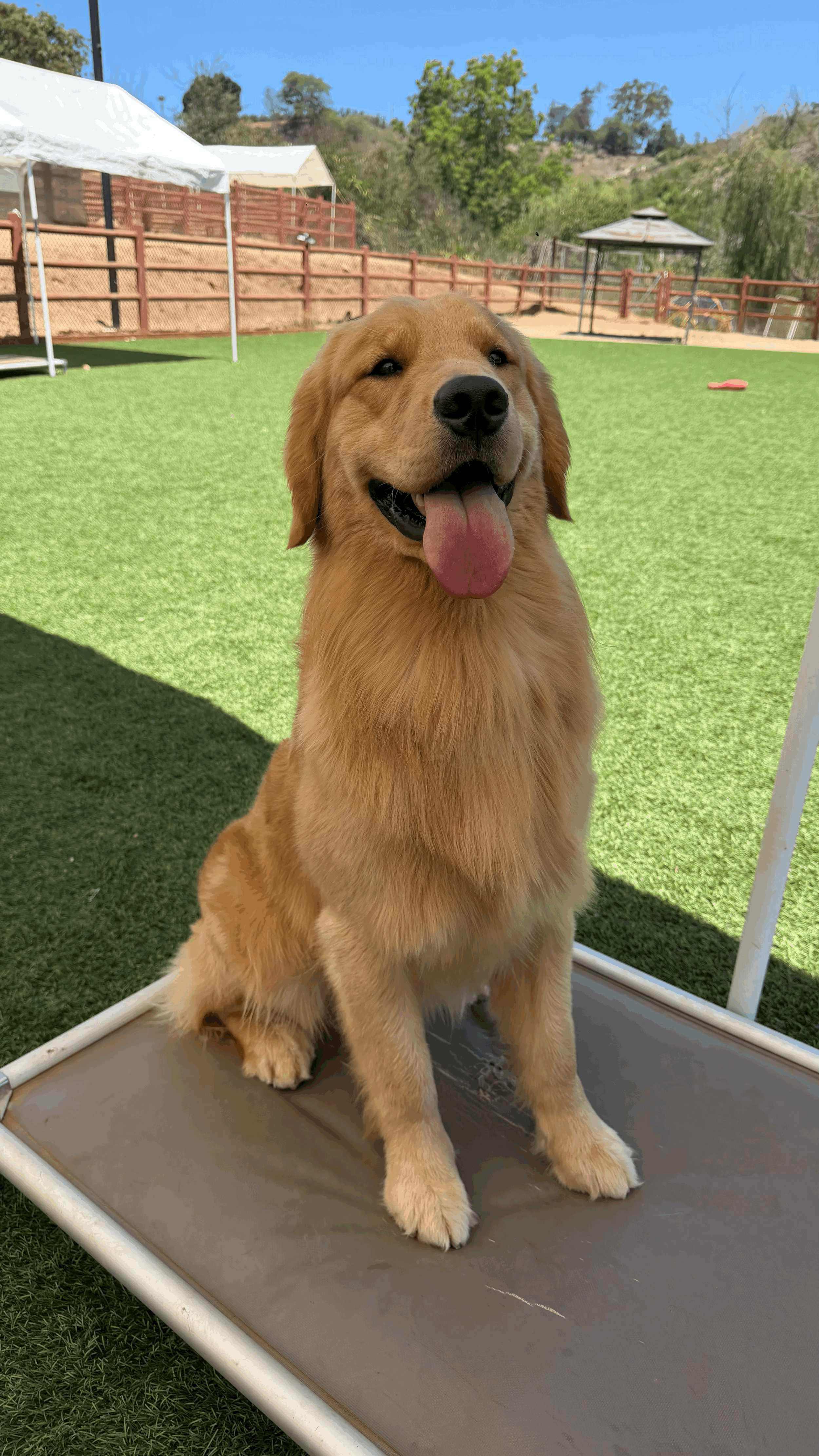 tempImageuAxM4b.gif