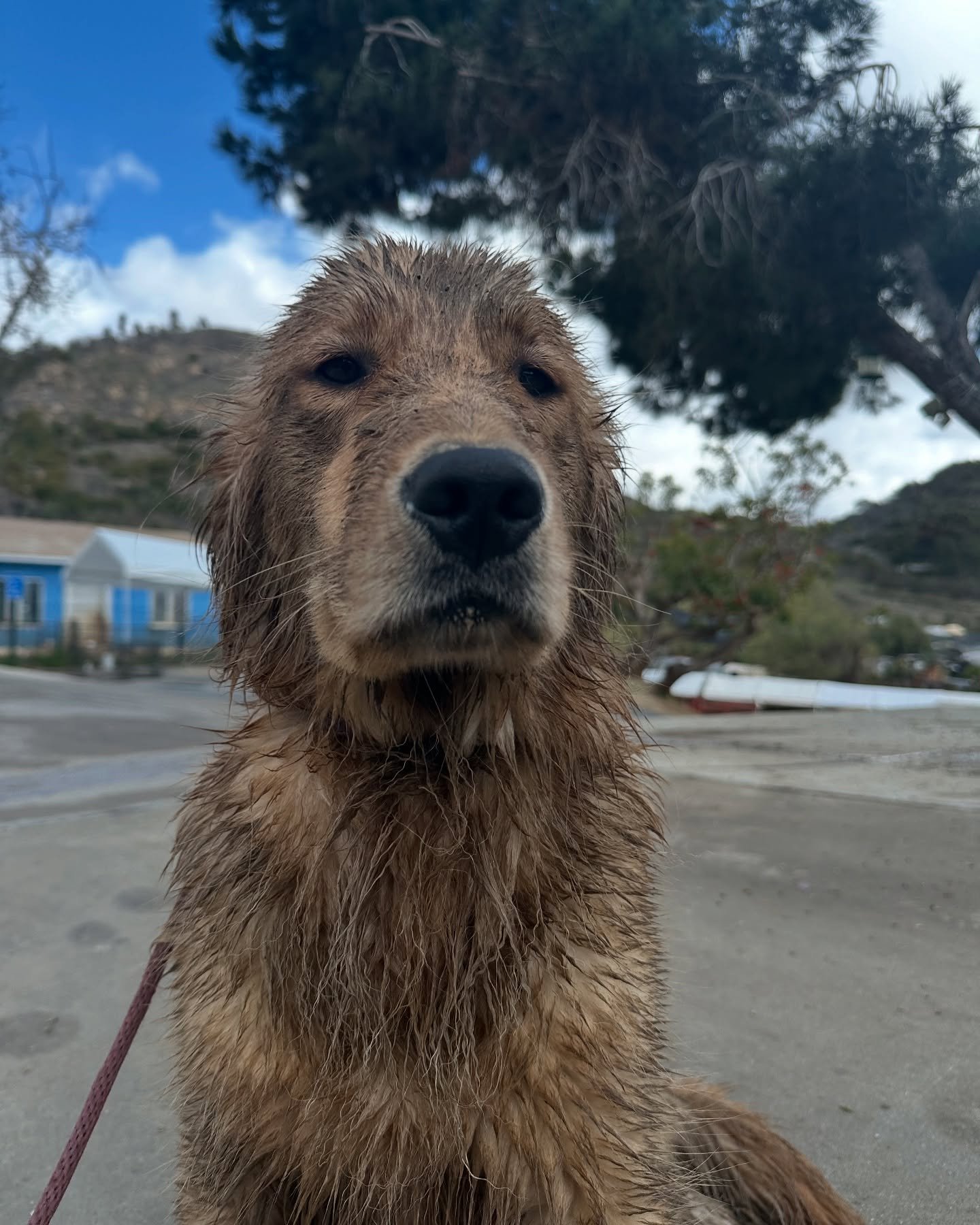 @casey_and_the_dogs97, this is what happens when we let the fur monsters play in the rain 😂 

(Peep at the previous post)

#dogs #puppies #golden #goldenretriever #goldenretriever #dog #goldendogs #goldretrieversofinstagram @goldenretrievers #golden