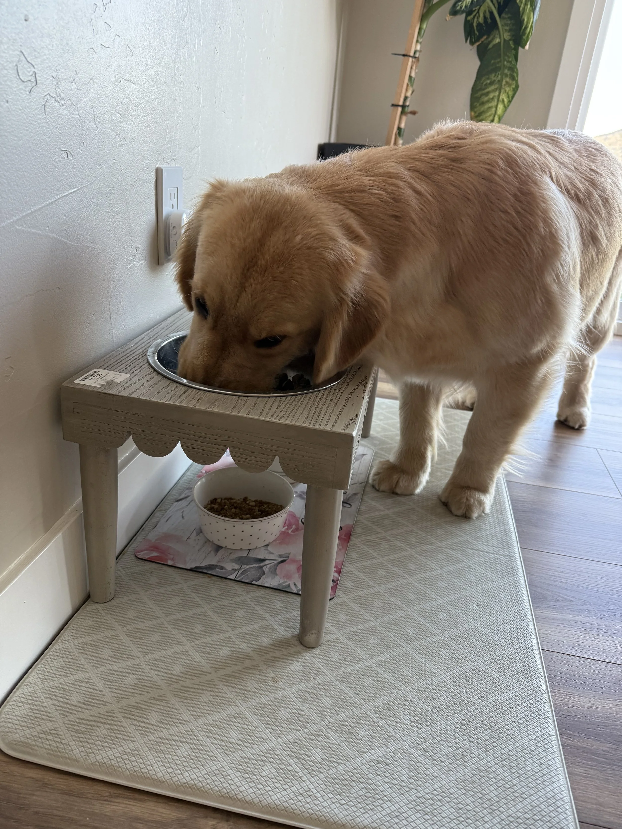 How to Balance Your Dog’s Diet: Food Bag Guidelines vs. Real Needs