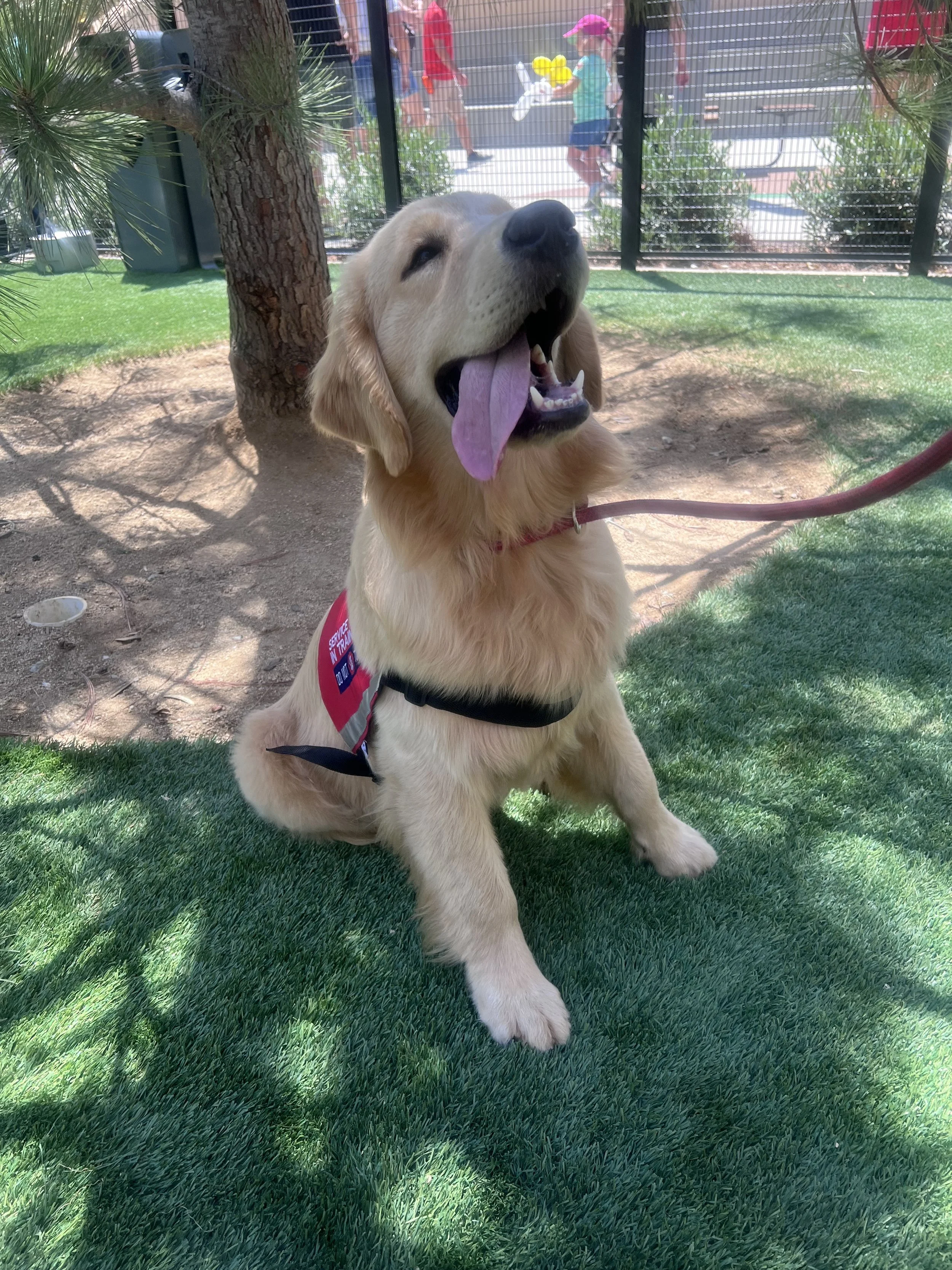Golden Retriever Puppy Training Basics for New Owners