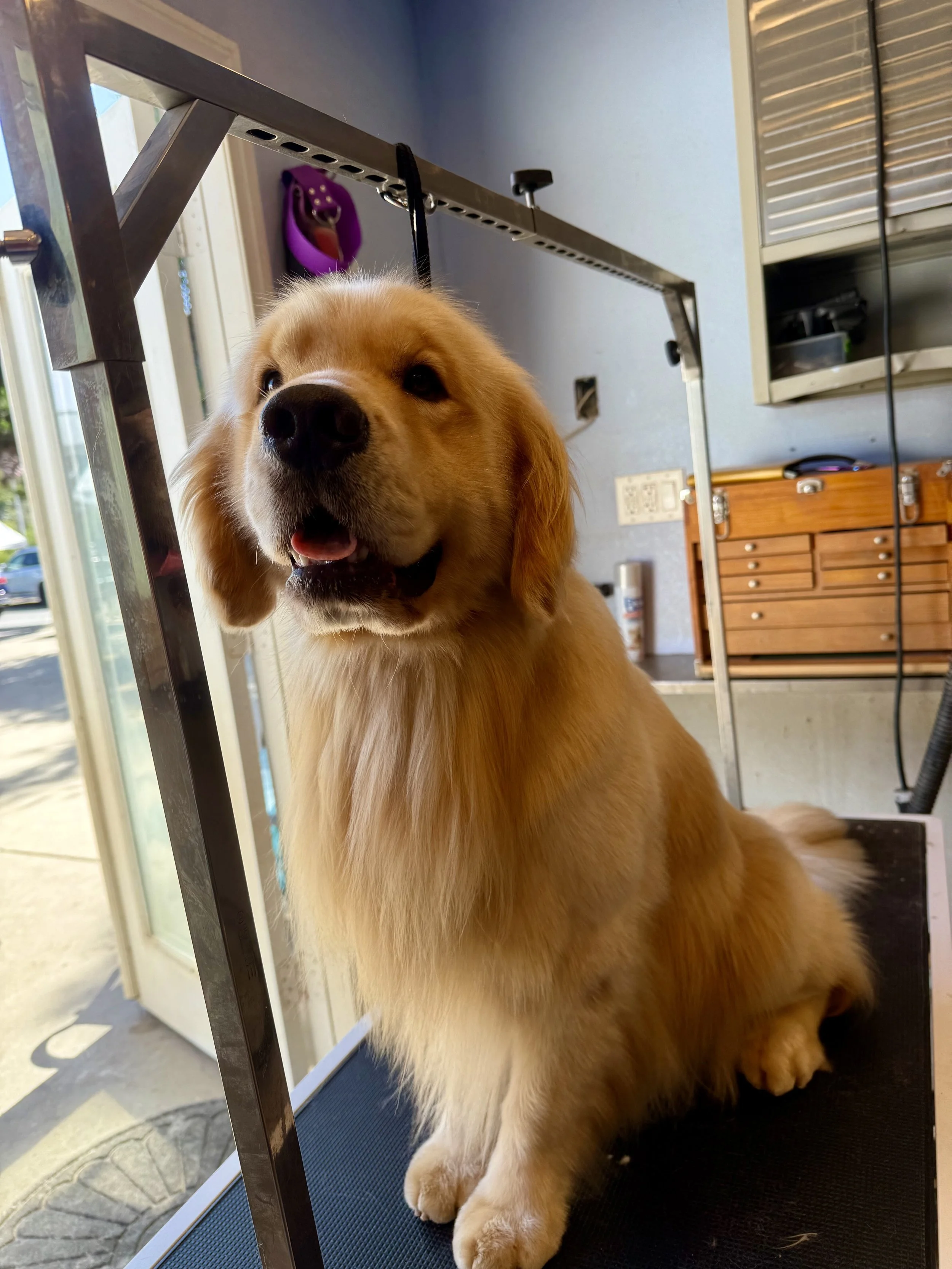 Grooming 101: Keeping Your Golden Retriever Fluffy & Fresh