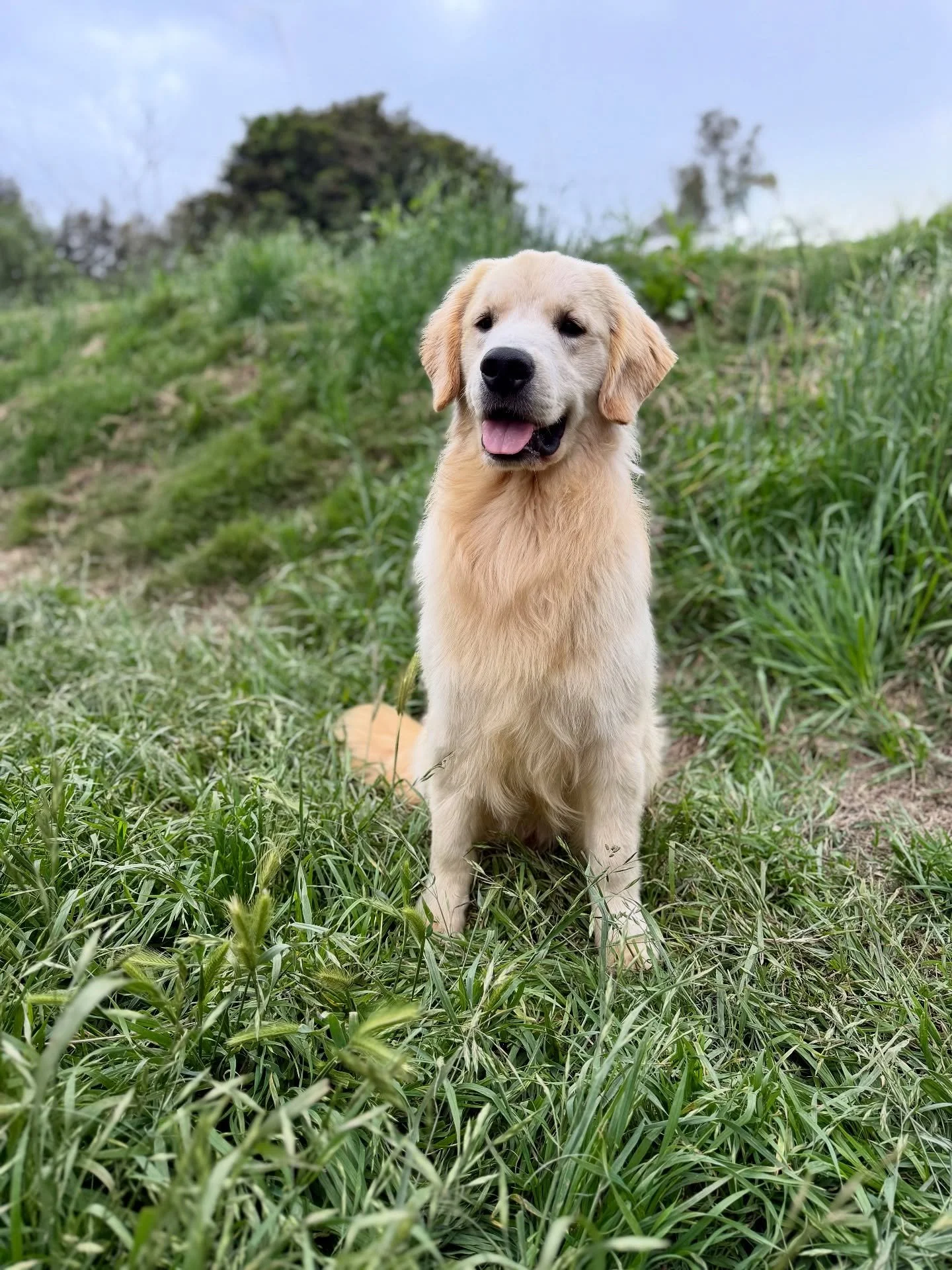Bringing home a Golden Retriever means adding endless love, loyalty, and laughter to your family. 💛 There&rsquo;s nothing quite like the golden glow they bring into every home! 

#dogs #puppies #golden #goldenretriever #goldenretriever #dog #goldend
