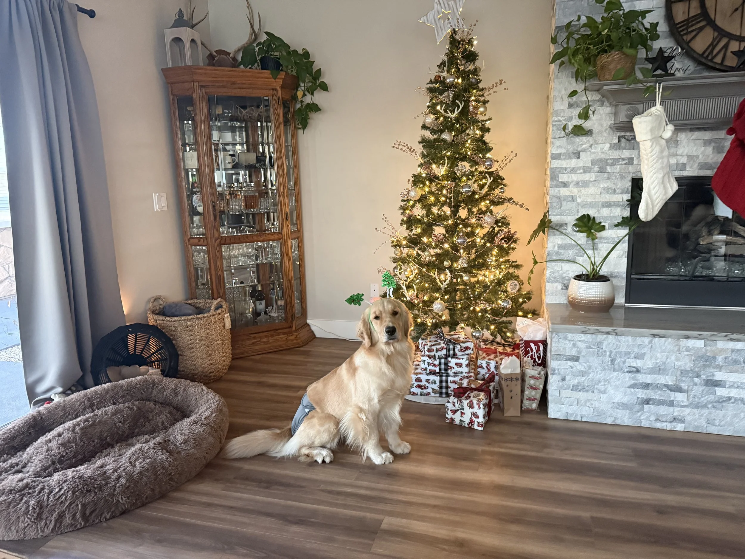 Celebrating the Holidays with Your Golden Retriever 