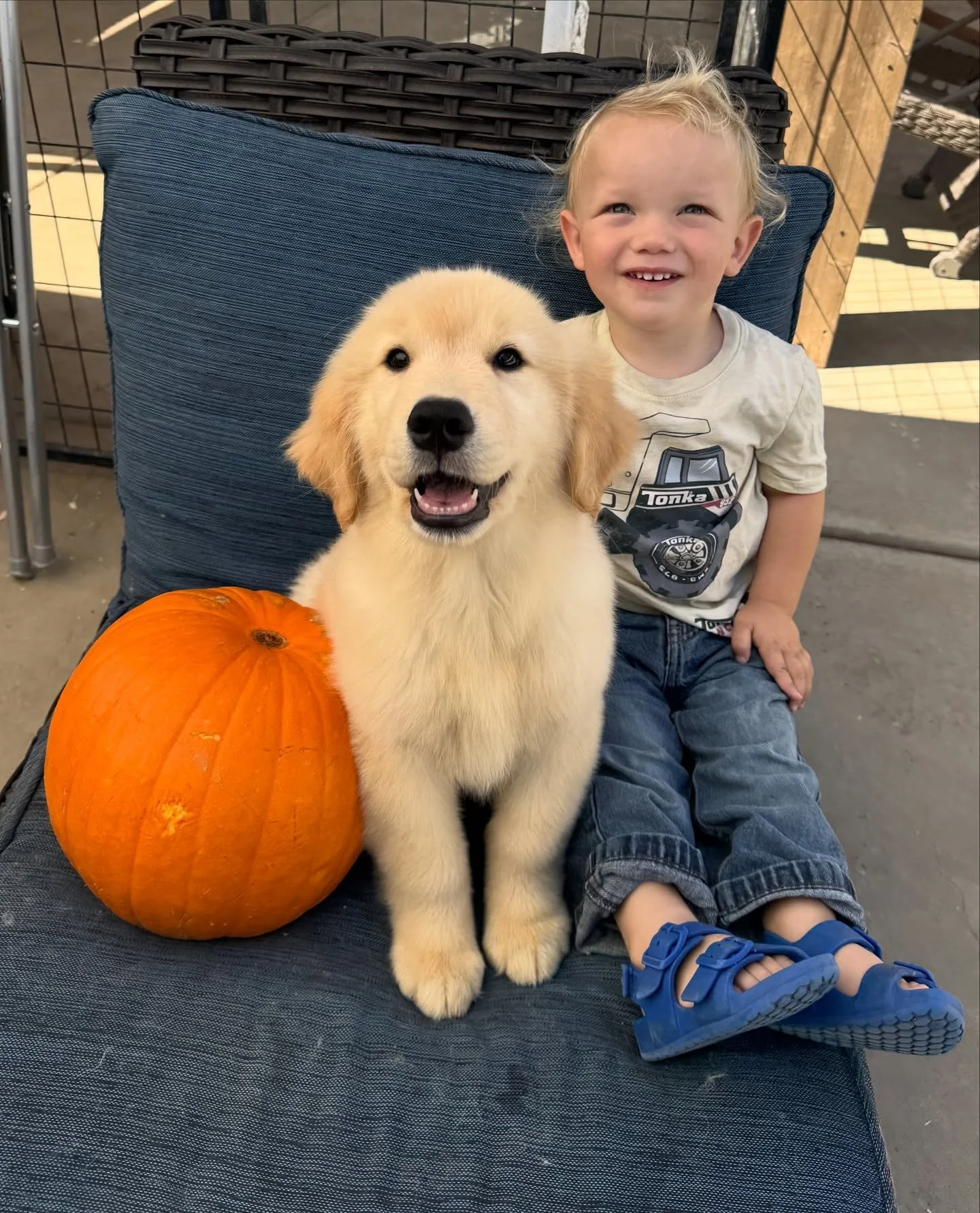 Happy Halloween! We want to see your Shadalane Goldens enjoying the festivities! Post a picture and tag us! 

#dogs #puppies #golden #goldenretriever #goldenretriever #dog #goldendogs #goldretrieversofinstagram @goldenretrievers #goldenretrieverpuppy
