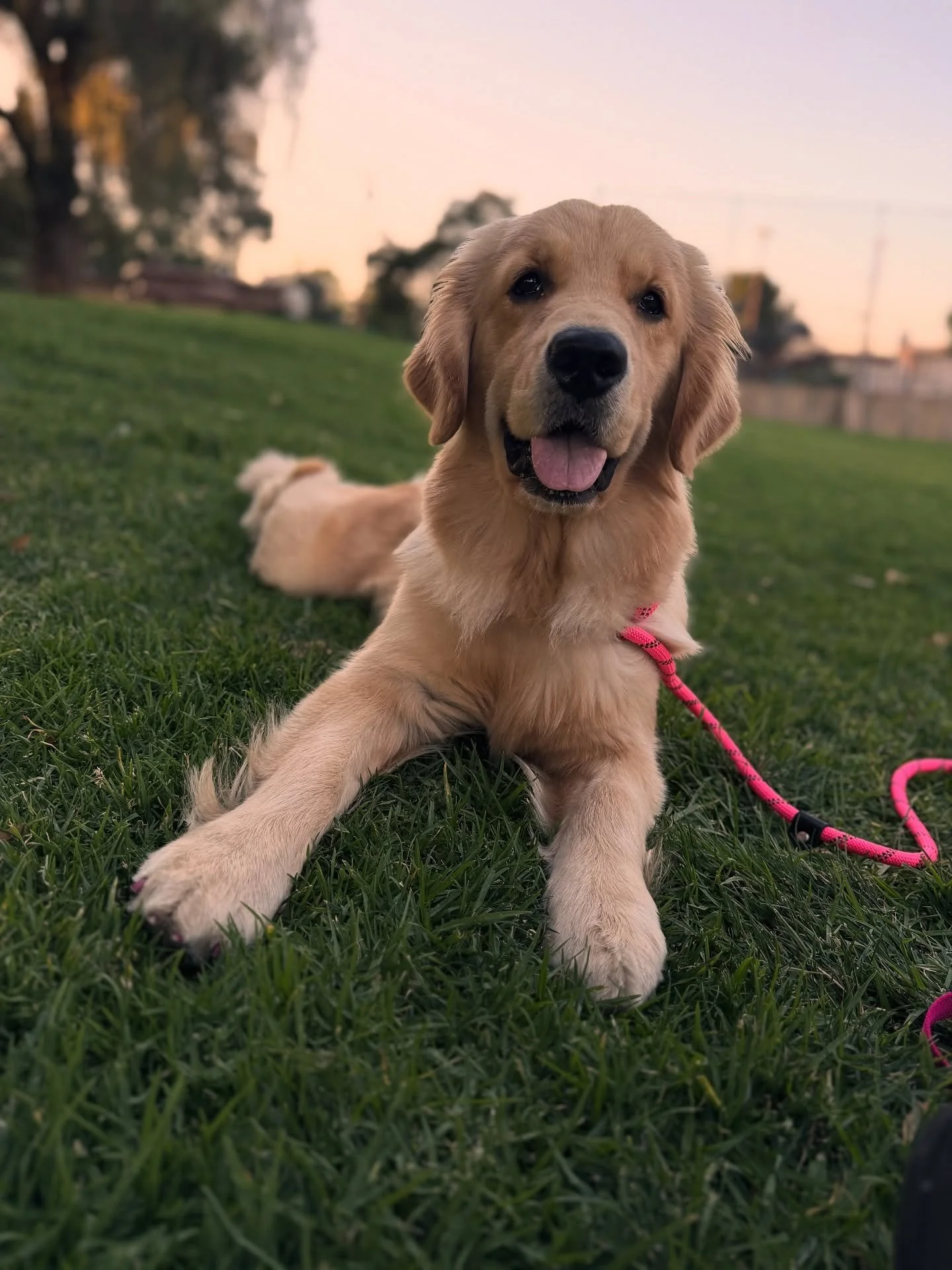 ☀️ Nothing beats spending a sunny day outdoors with your pup! The wagging tails, fresh air, and golden sunshine make everything better. Here&rsquo;s to more bright days, blue skies, and happy walks ahead! 🐾💛 

#dogs #puppies #golden #goldenretrieve