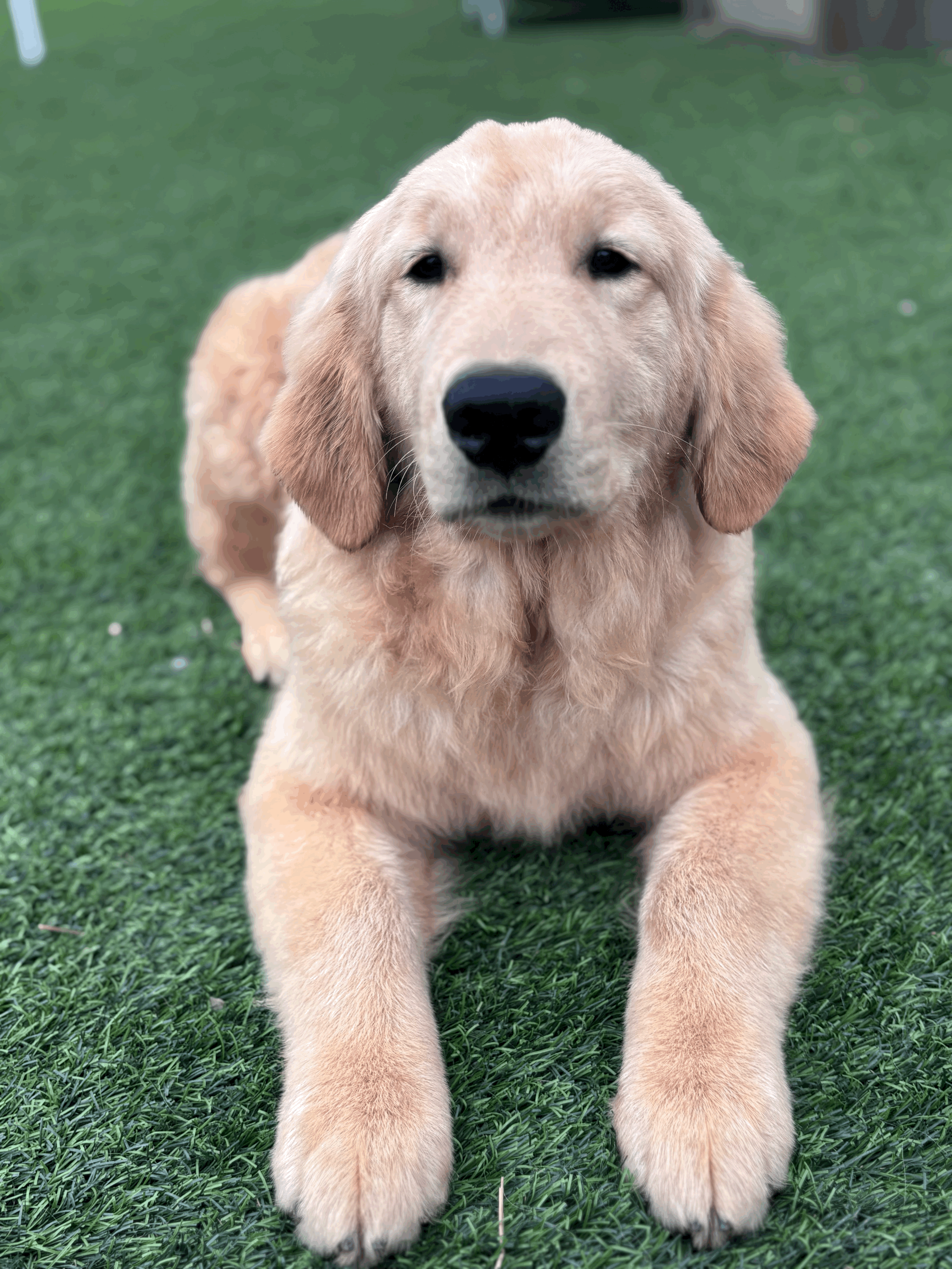 tempImagep4dqQi.gif