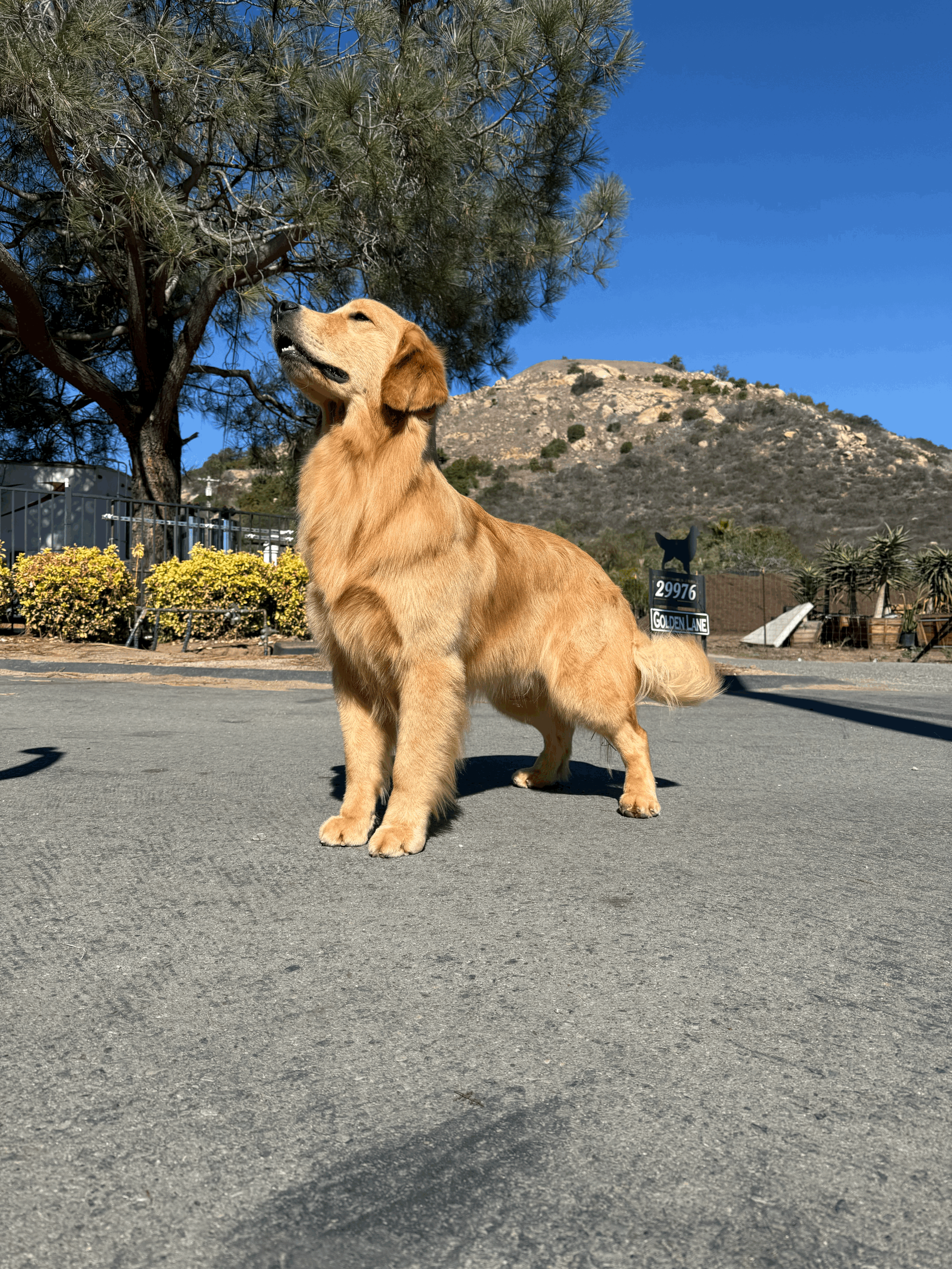 tempImageI5PawB.gif