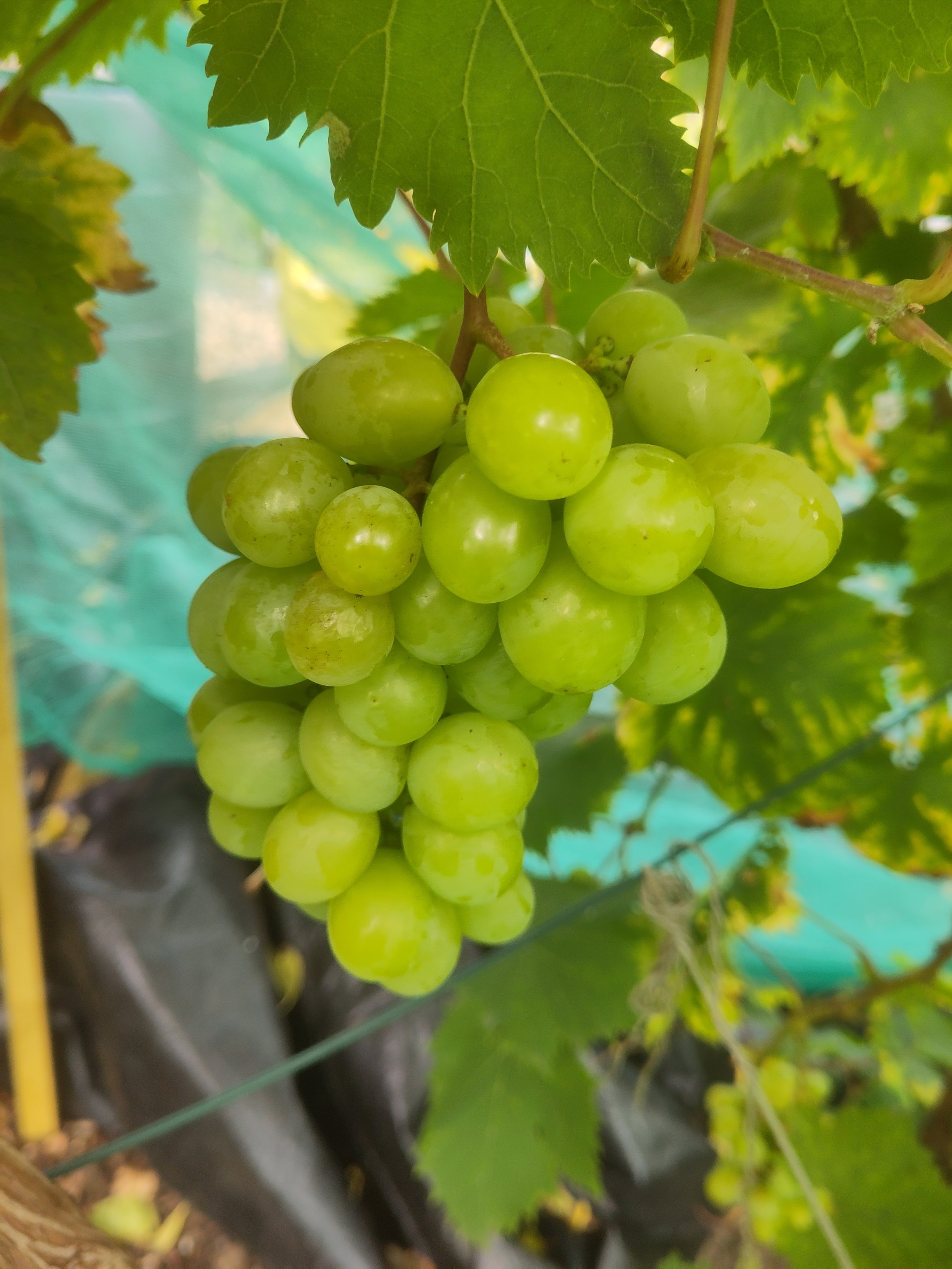 GTB_Grapes.jpg