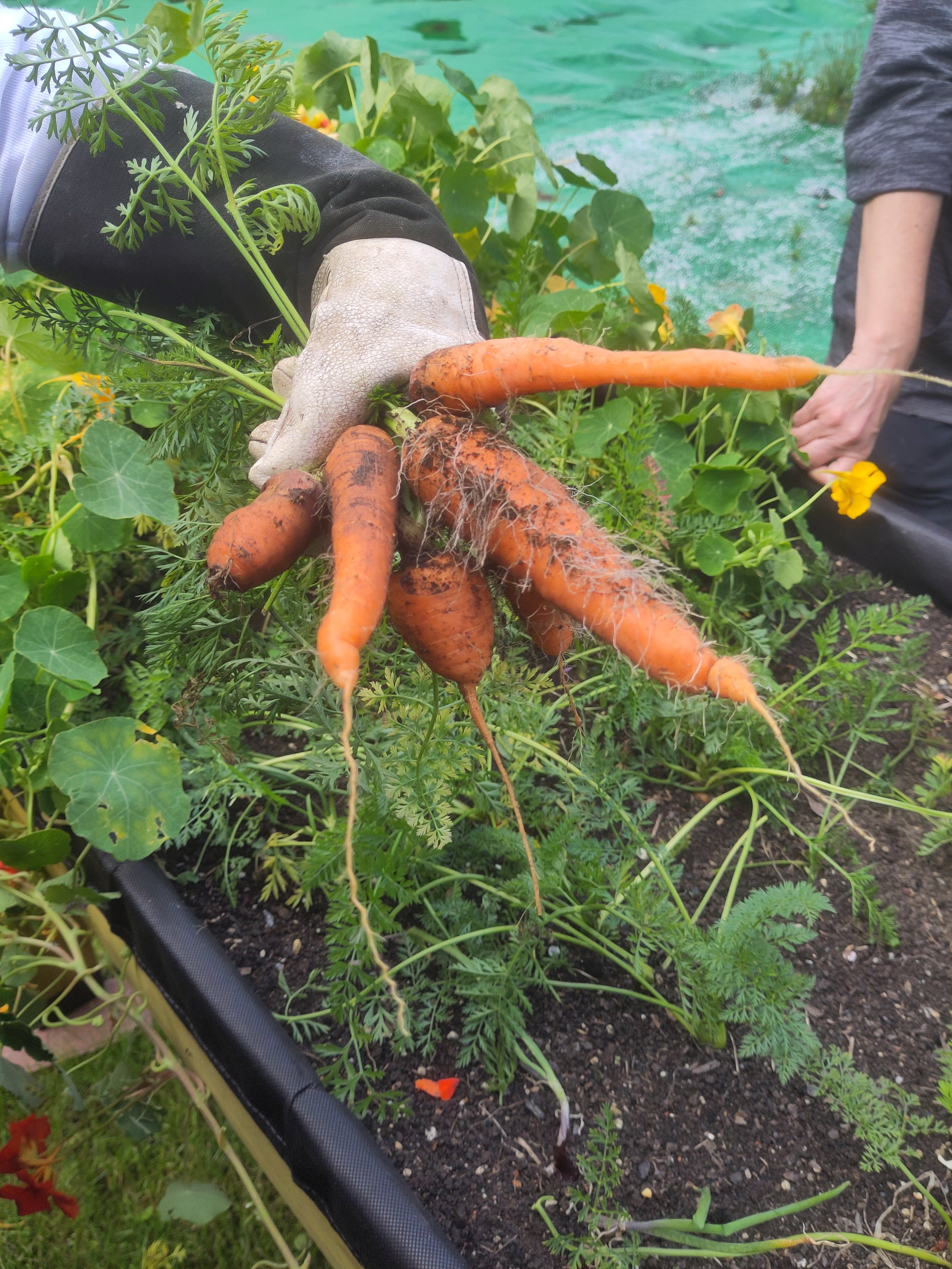 Growing and Learning Together Locally