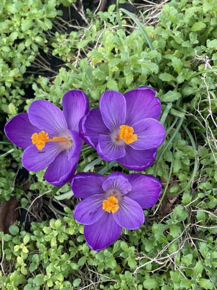 Spring planting in Marsh &amp; Micklefield