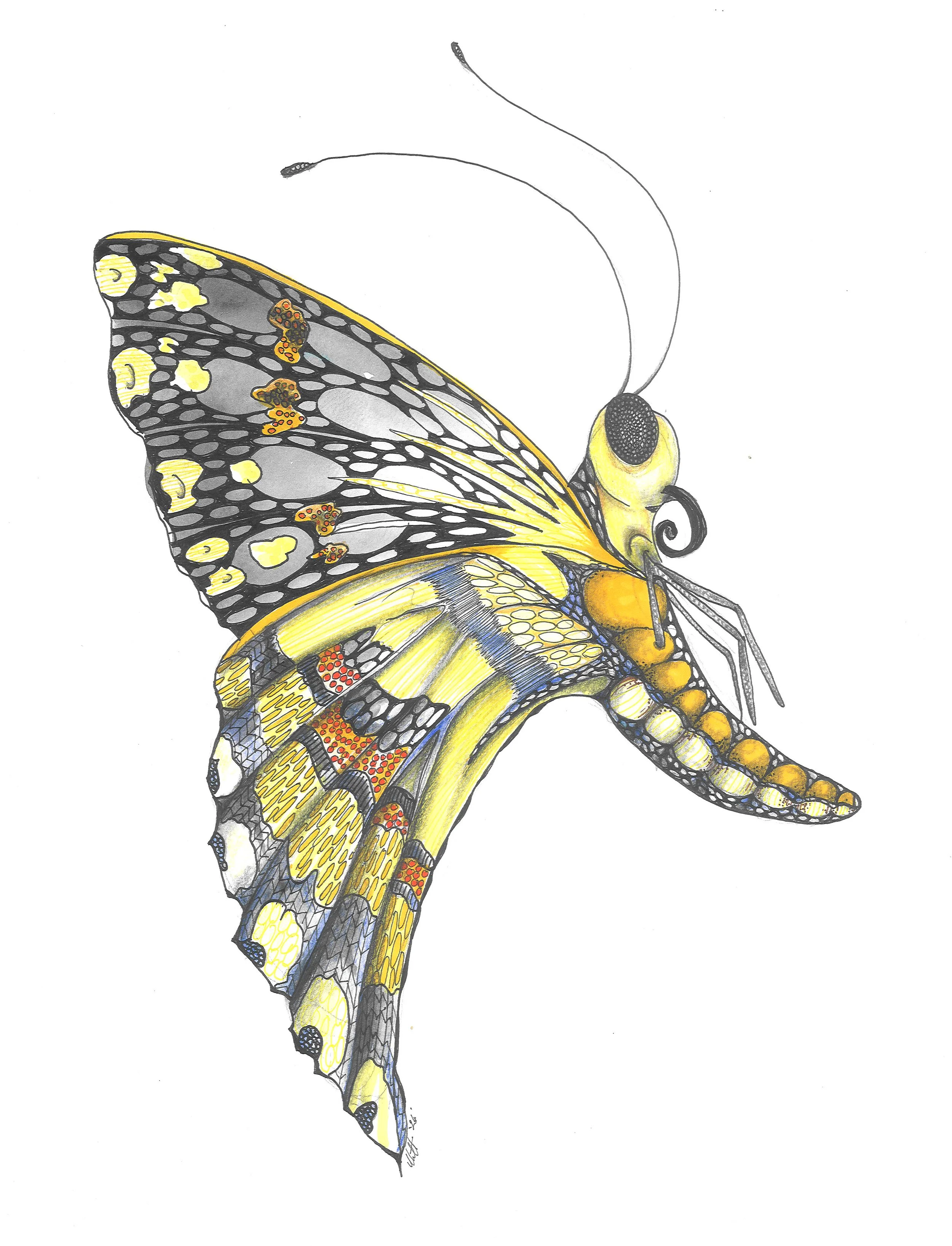 Illustration of a colorful butterfly with black, yellow, and orange patterns on its wings, shown against a white background.