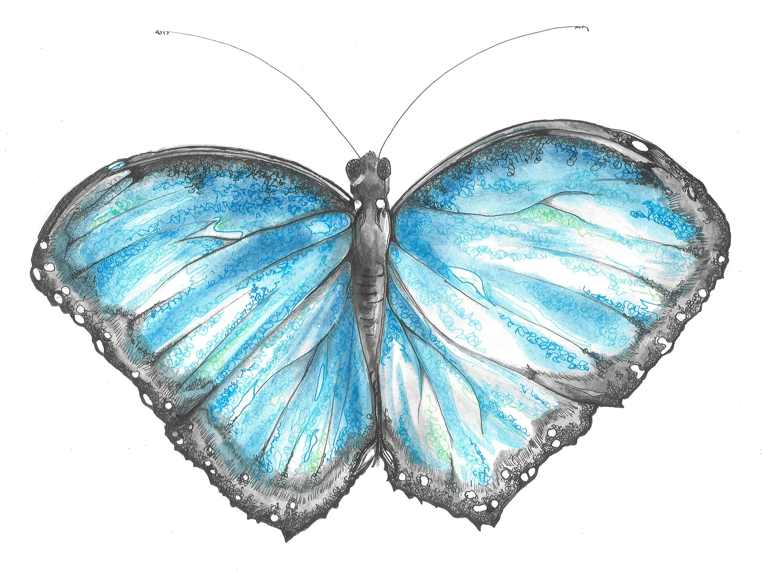 Illustration of a blue and black butterfly with detailed wing patterns.