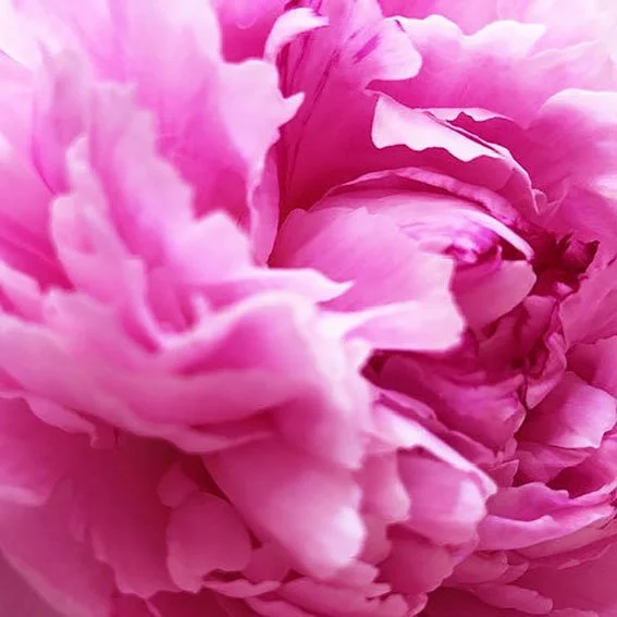 Close-up of pink flower petals, likely a peony.