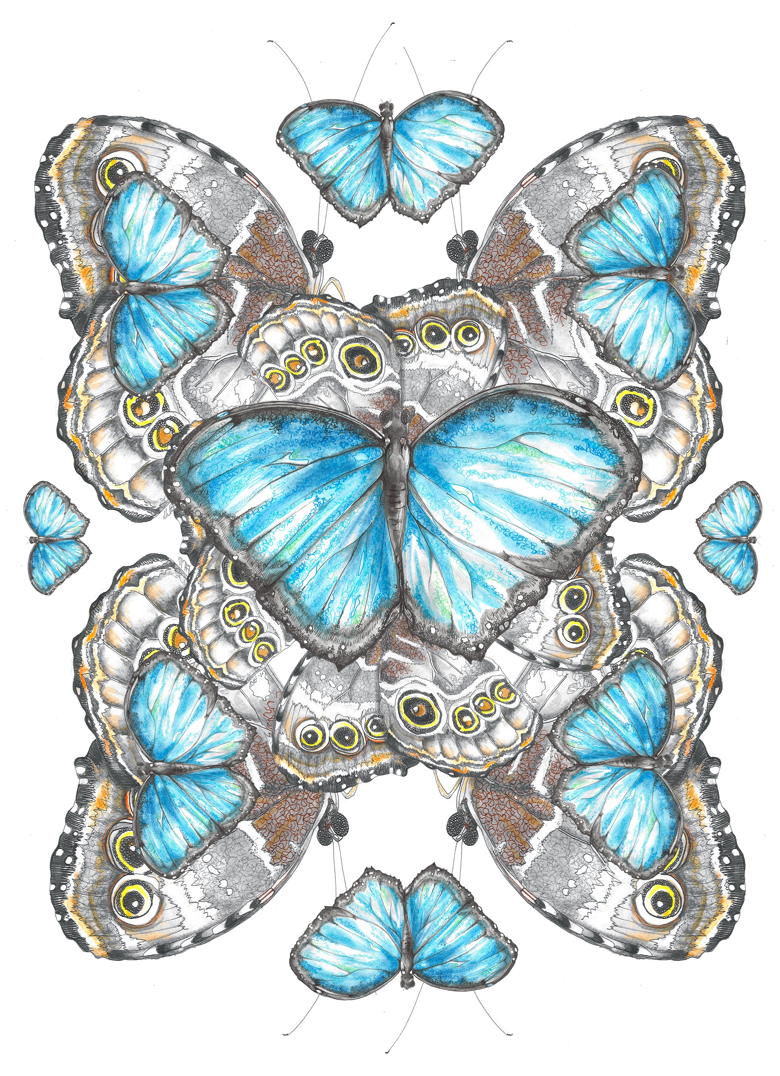 Blue Morpho Repeats