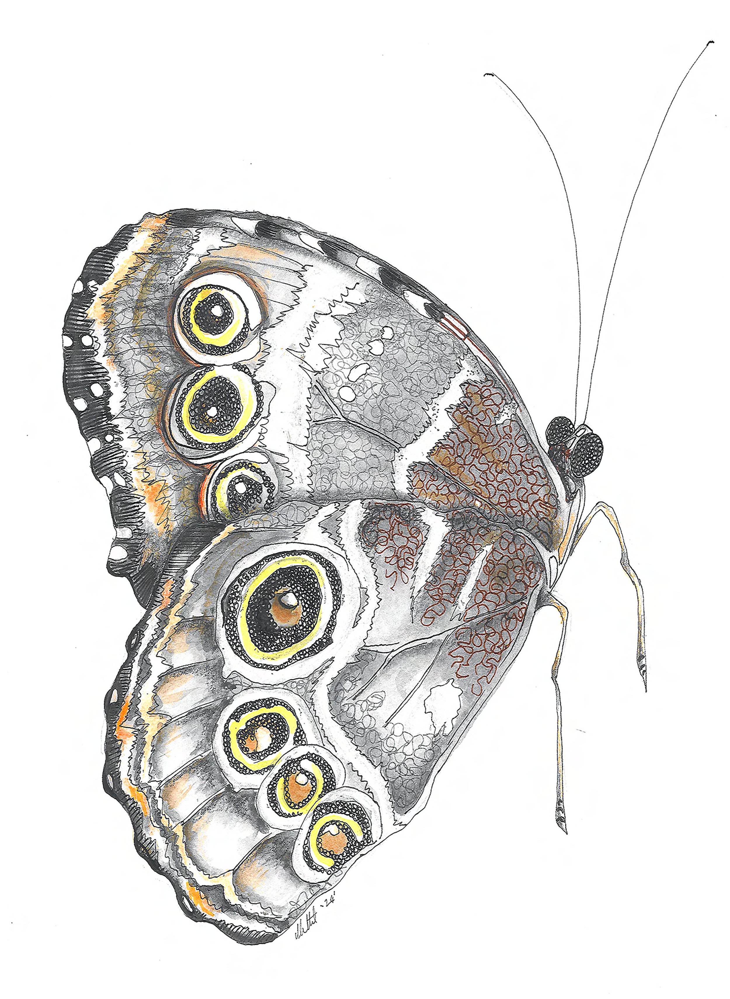 Artistic illustration of a butterfly with detailed wing patterns.