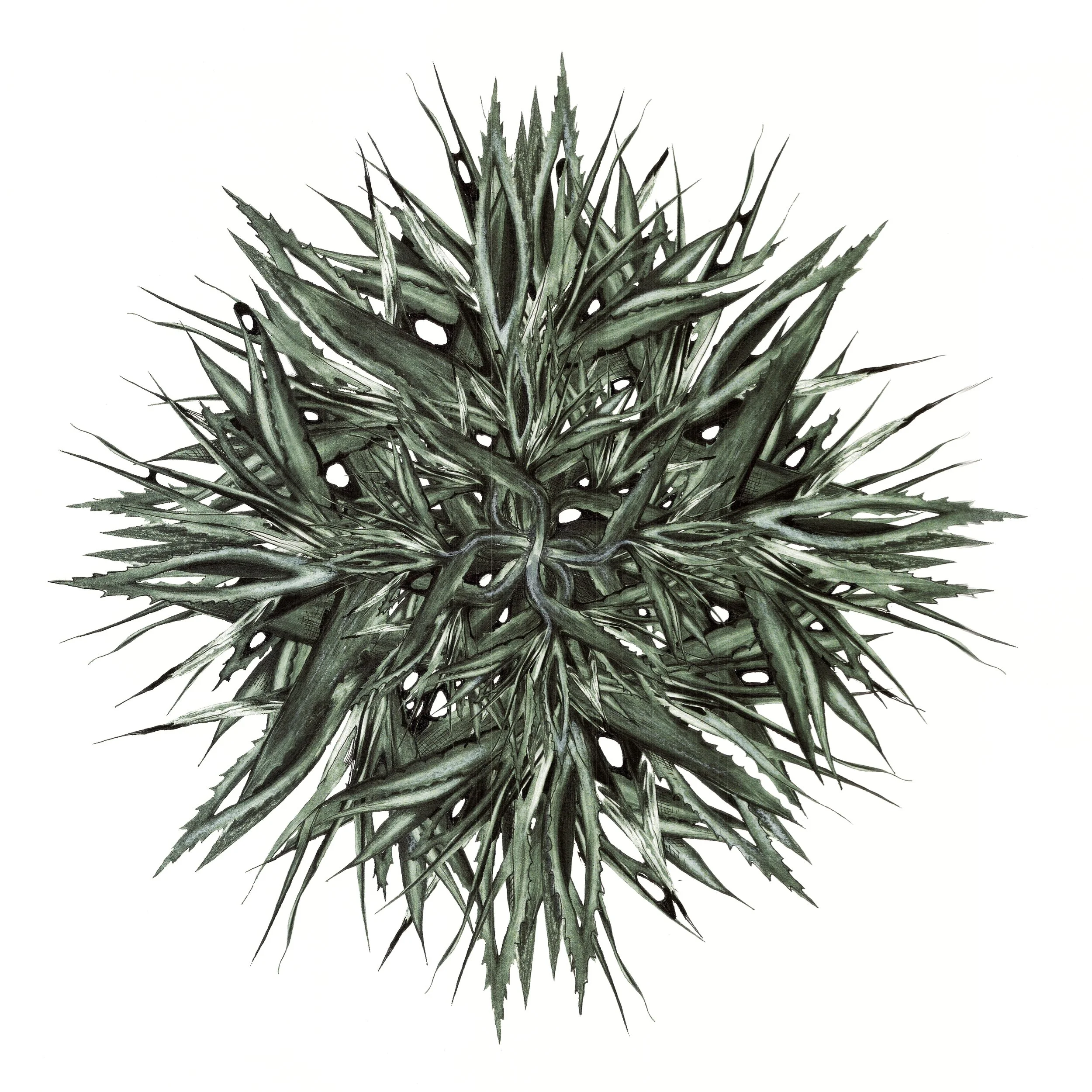 A spiky, green, tropical plant with long, pointed, jagged leaves.