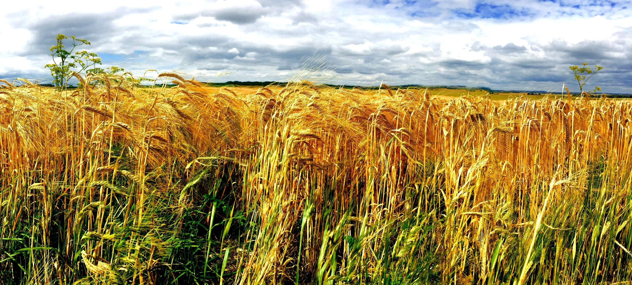 A field of golden wheat under a partly cloudy sky.