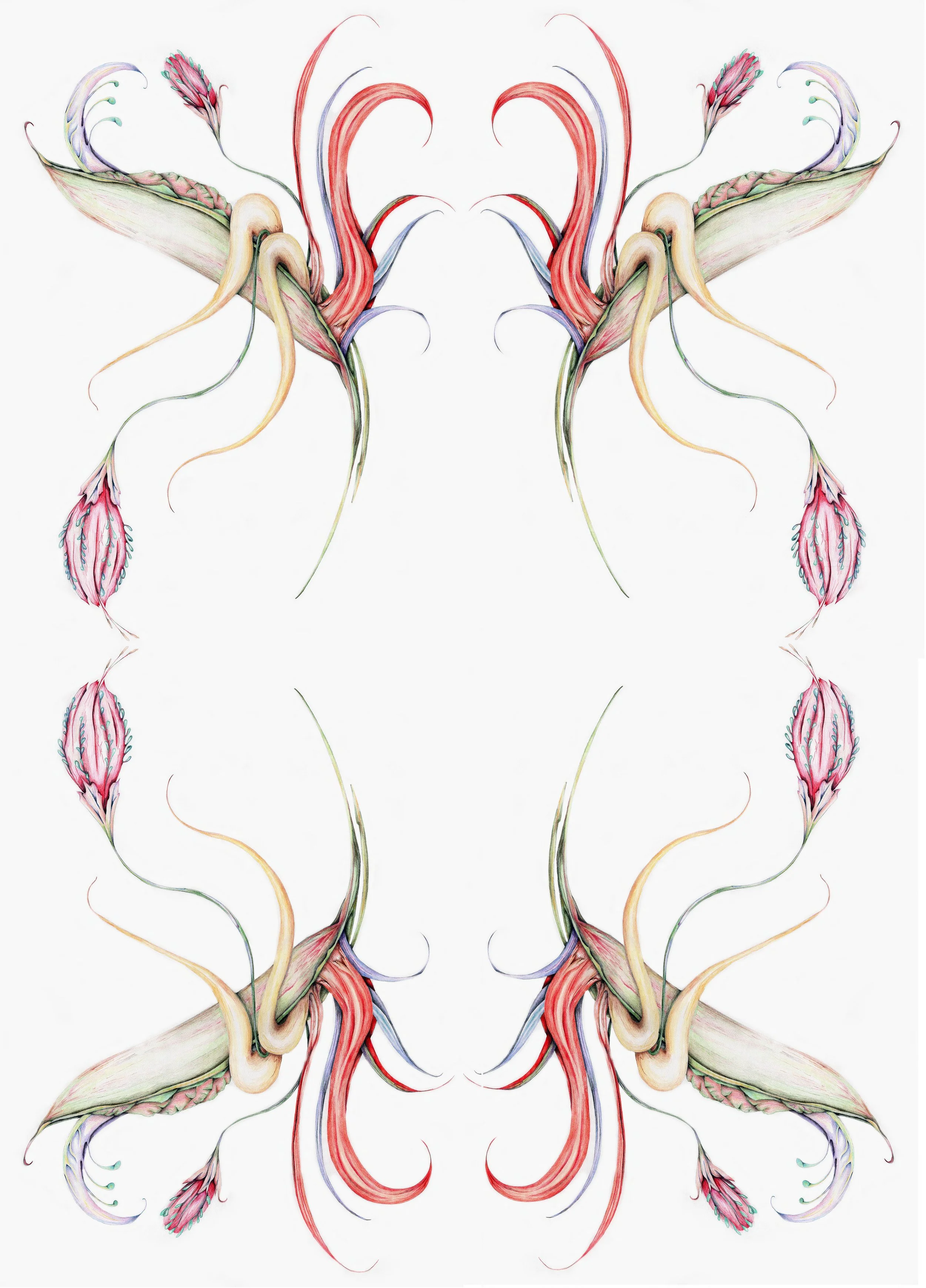 Abstract symmetrical floral design with elongated, curving petals and leaves in red, green, and purple hues.