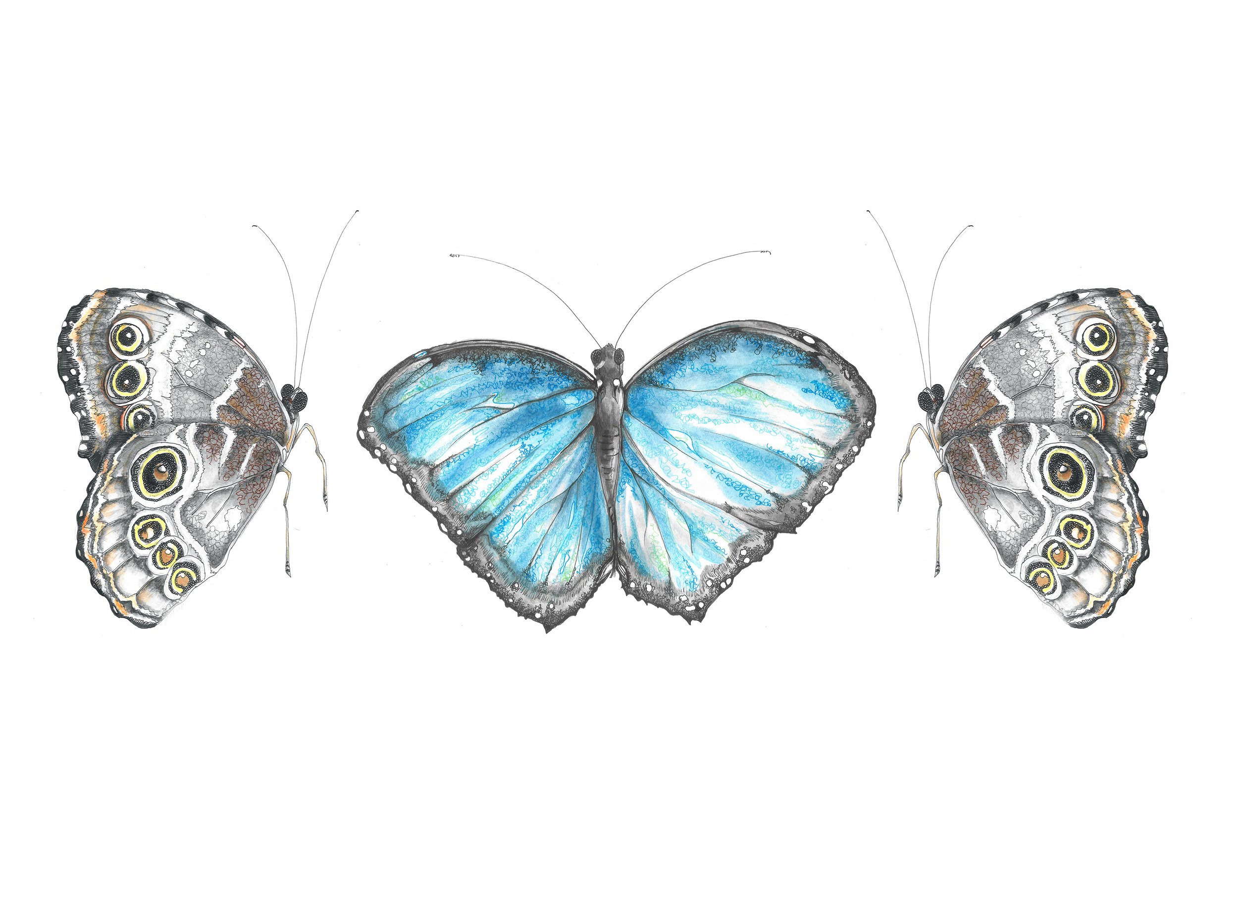Blue Morpho Wings