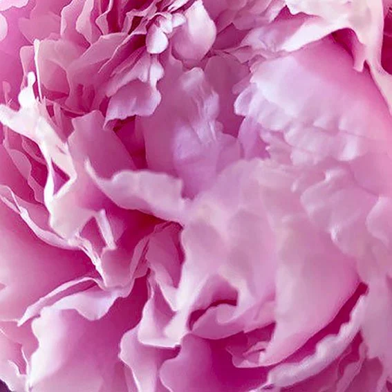 Close-up of pink peony flower petals