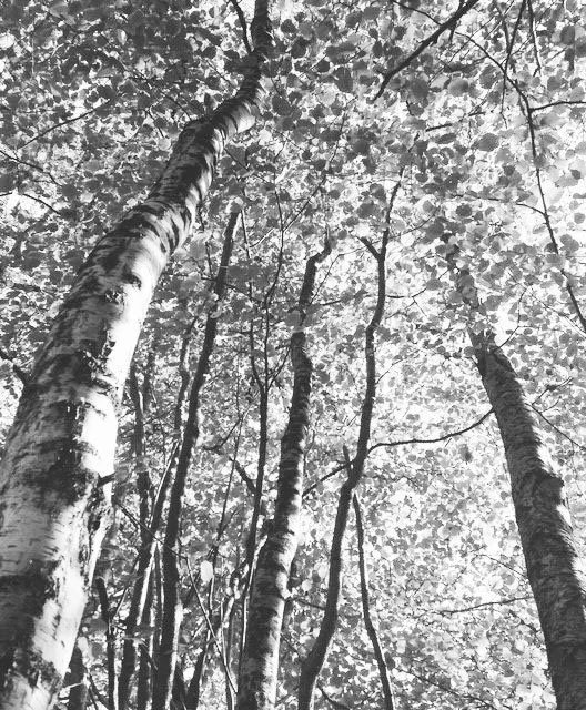 Silver Birch