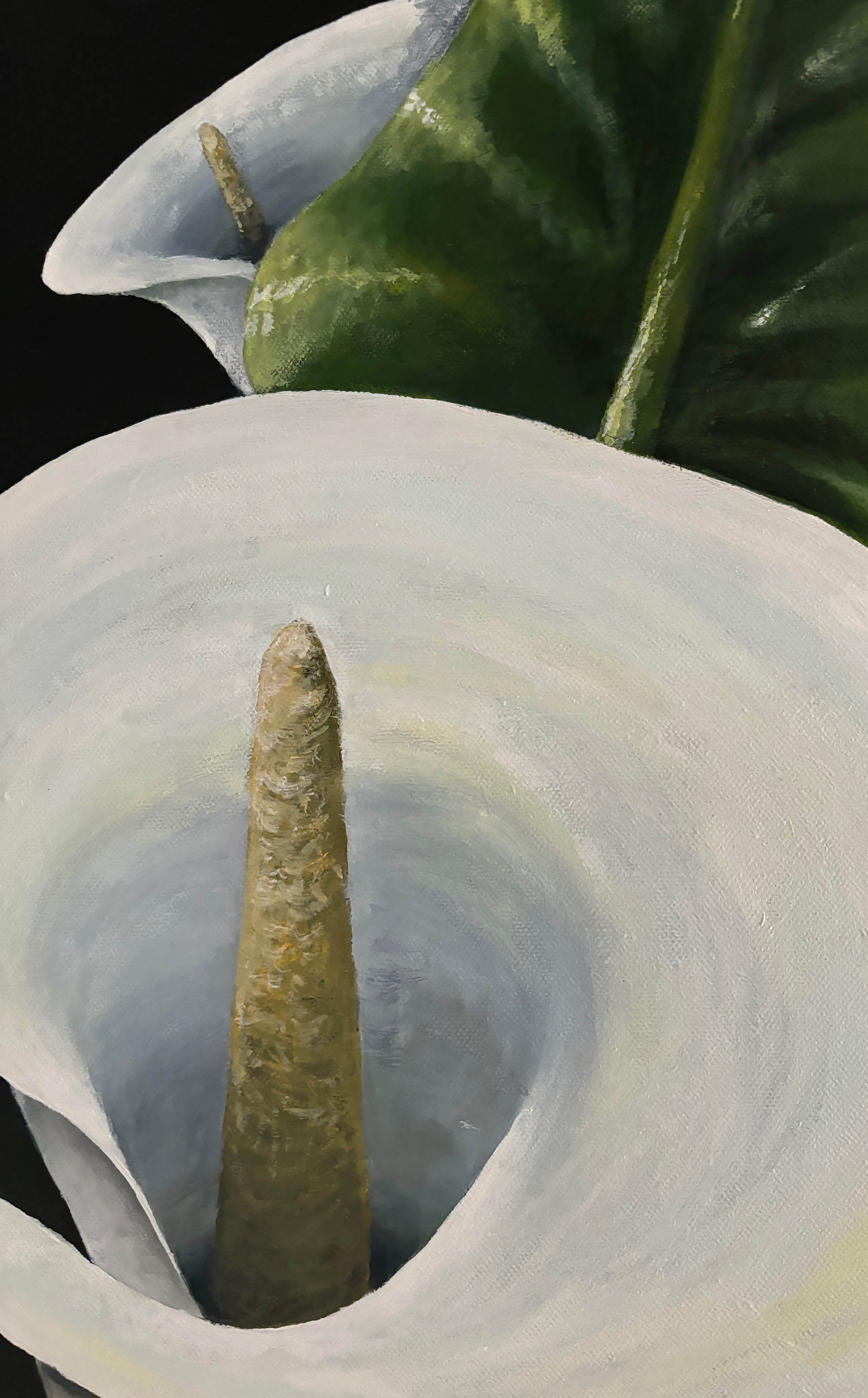 Close-up of a white calla lily flower with a cream-colored spadix and dark green leaves in the background.