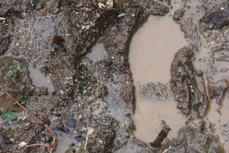 Boggy lawn and standing water showing common garden drainage problems in Cornwall
