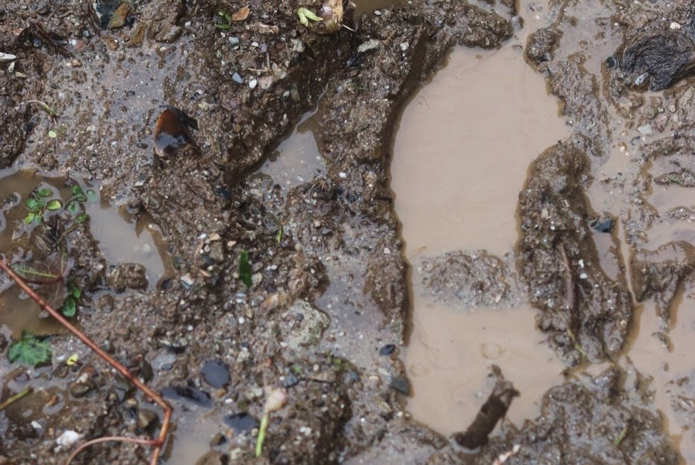 Close-up of muddy footprints on a garden site in Cornwall during winter landscaping work.