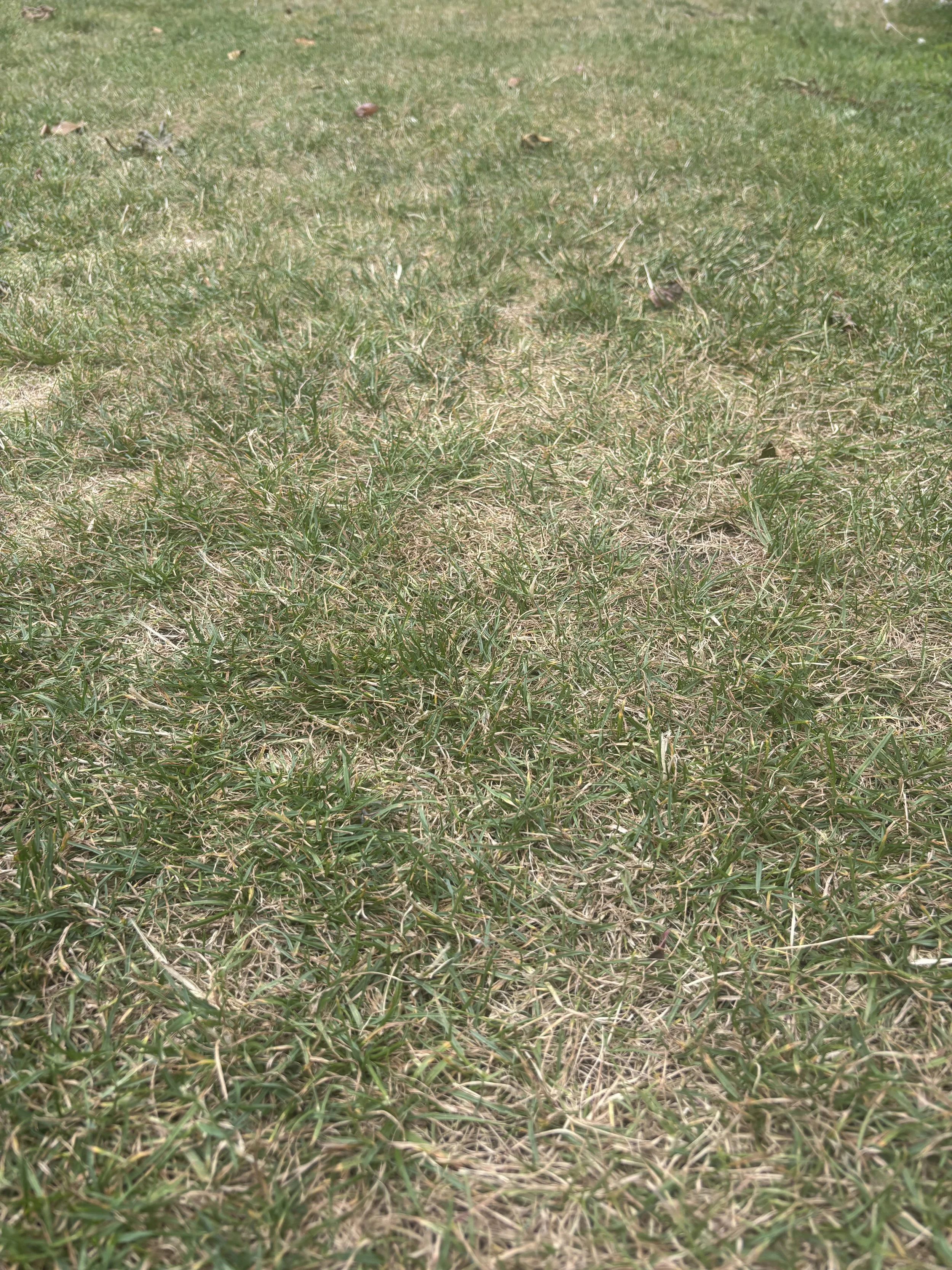 Close-up of a lawn turning brown during the hot summer in Cornwall, showing drought stress that many landscape gardeners have seen across the county.